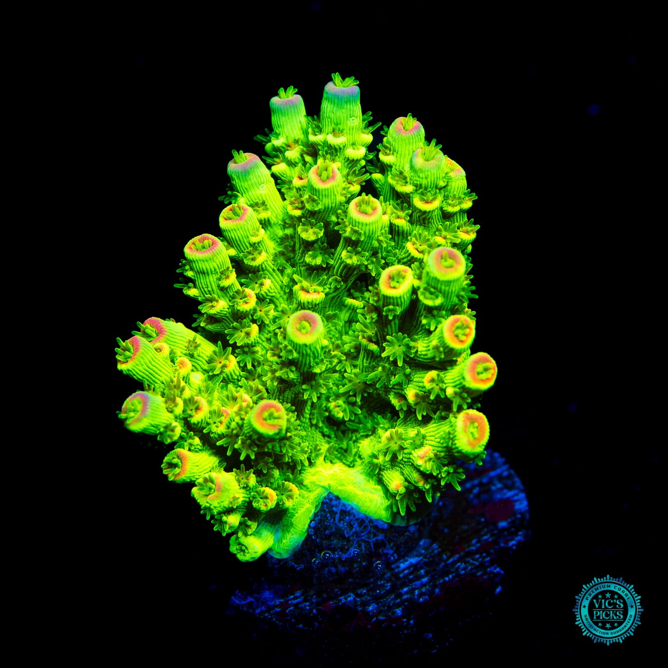 WWC Cash me Outside Tenuis Acropora - Daylight Photo