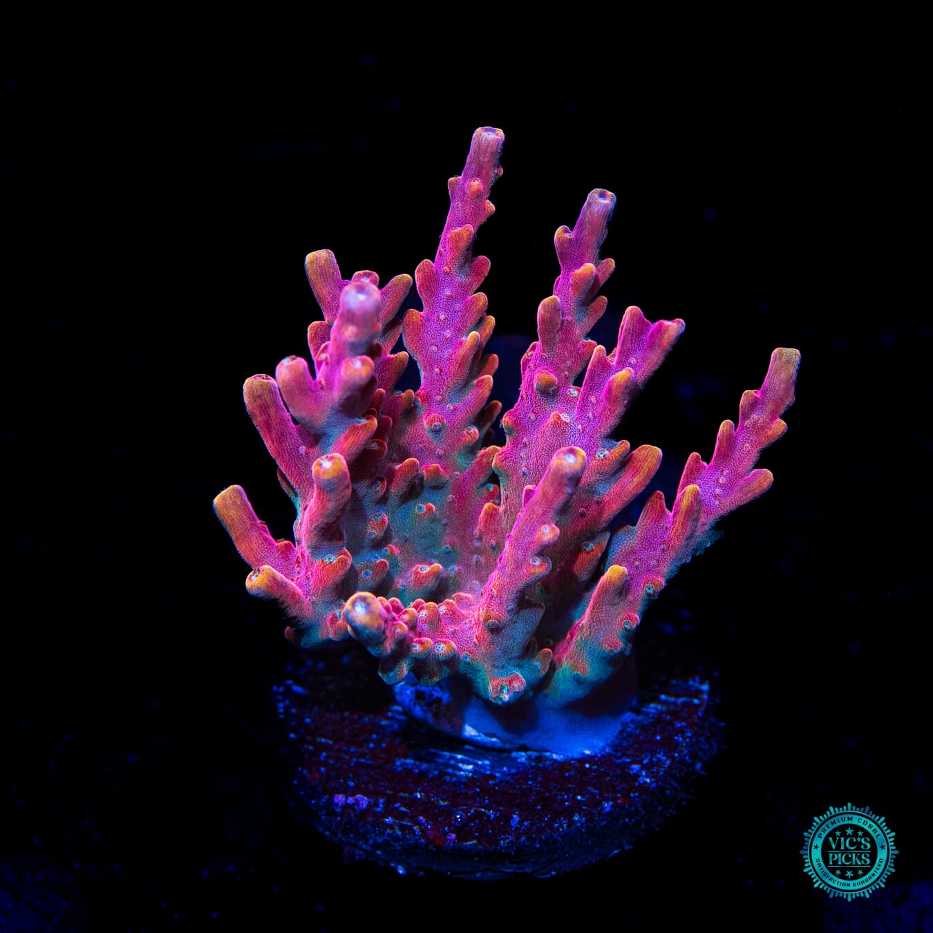 Jason Fox B33 Bomber Acropora - Daylight Photo