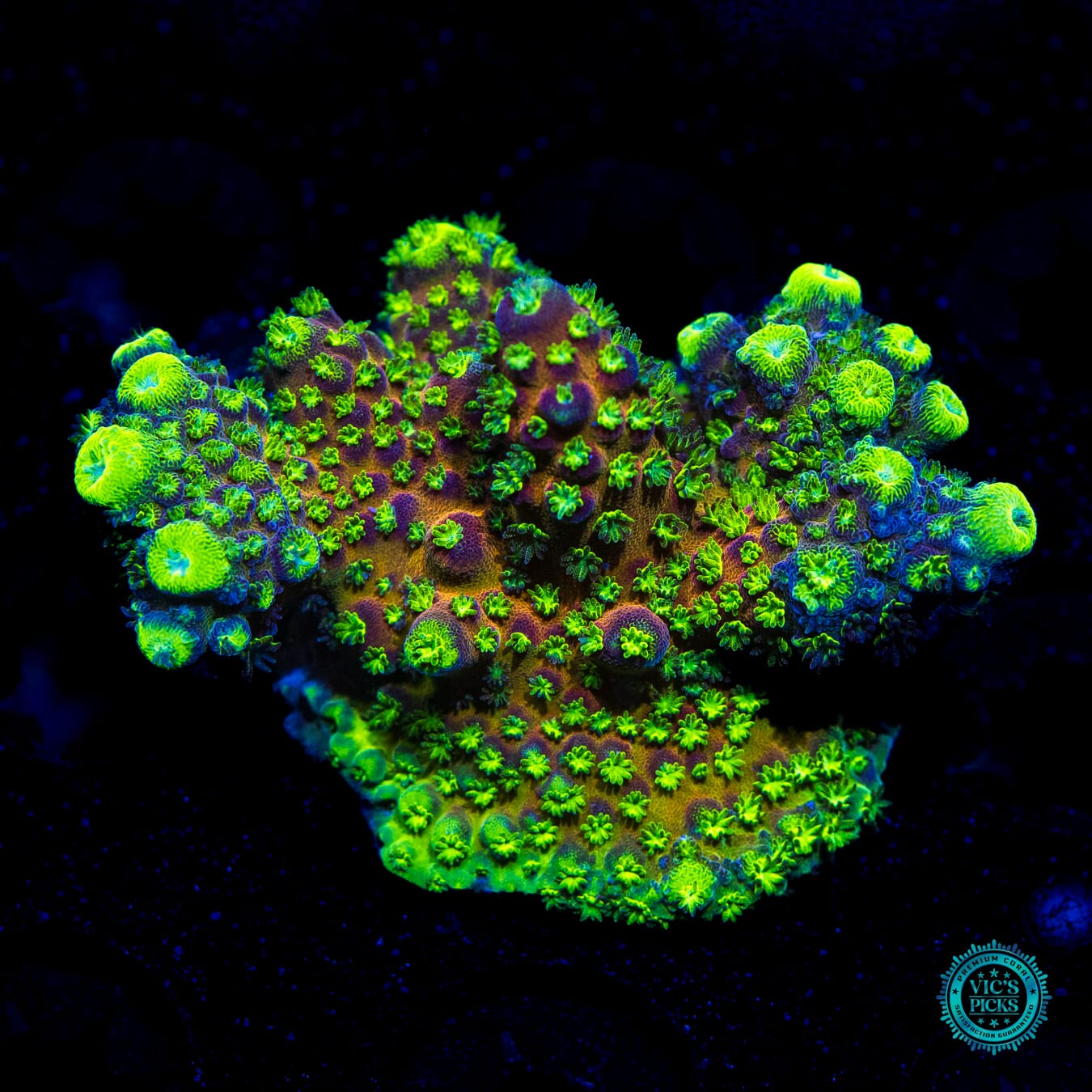 WWC Nuclear Grapes Acropora - Daylight Photo