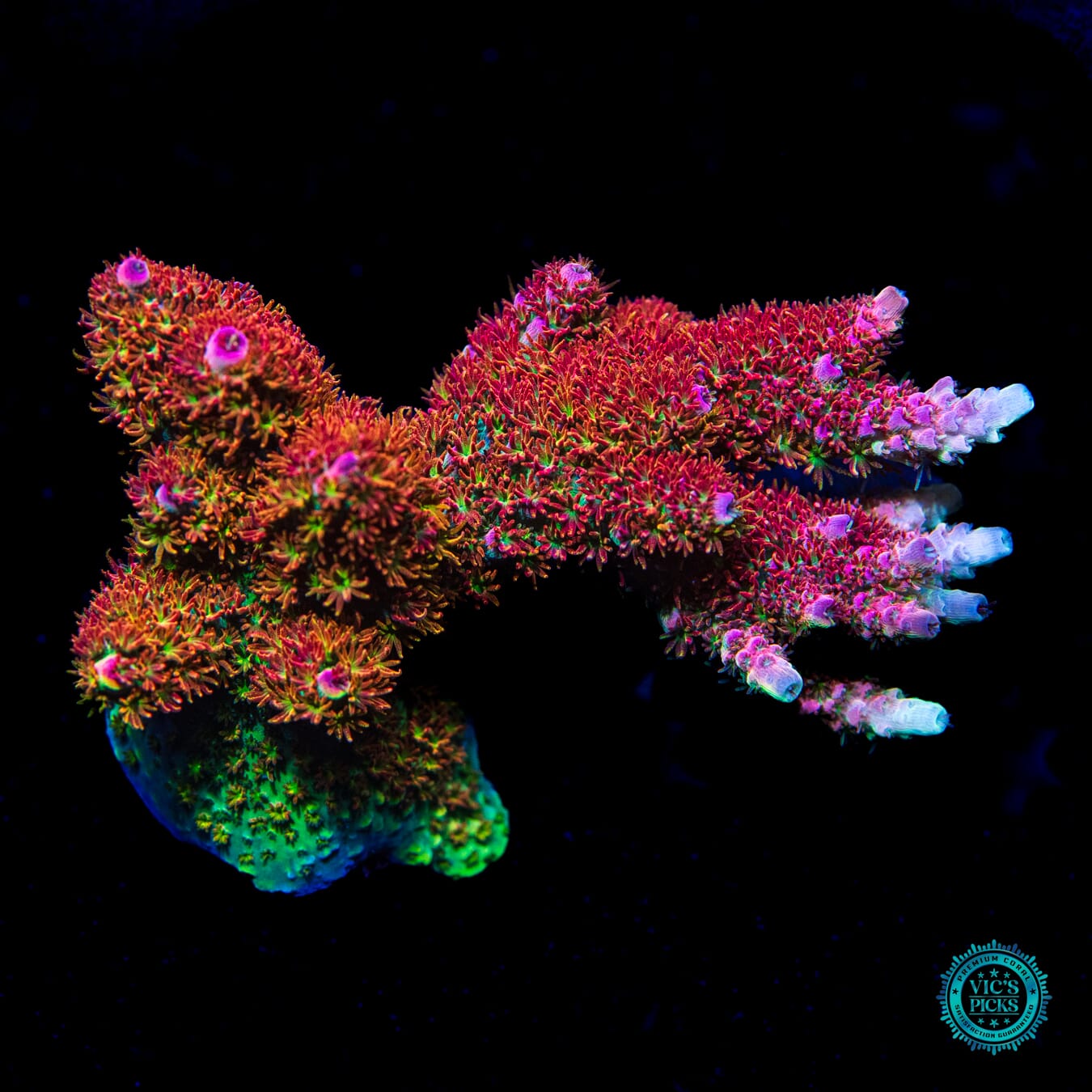 WWC Dirty Love Dreams Acropora - Daylight Photo