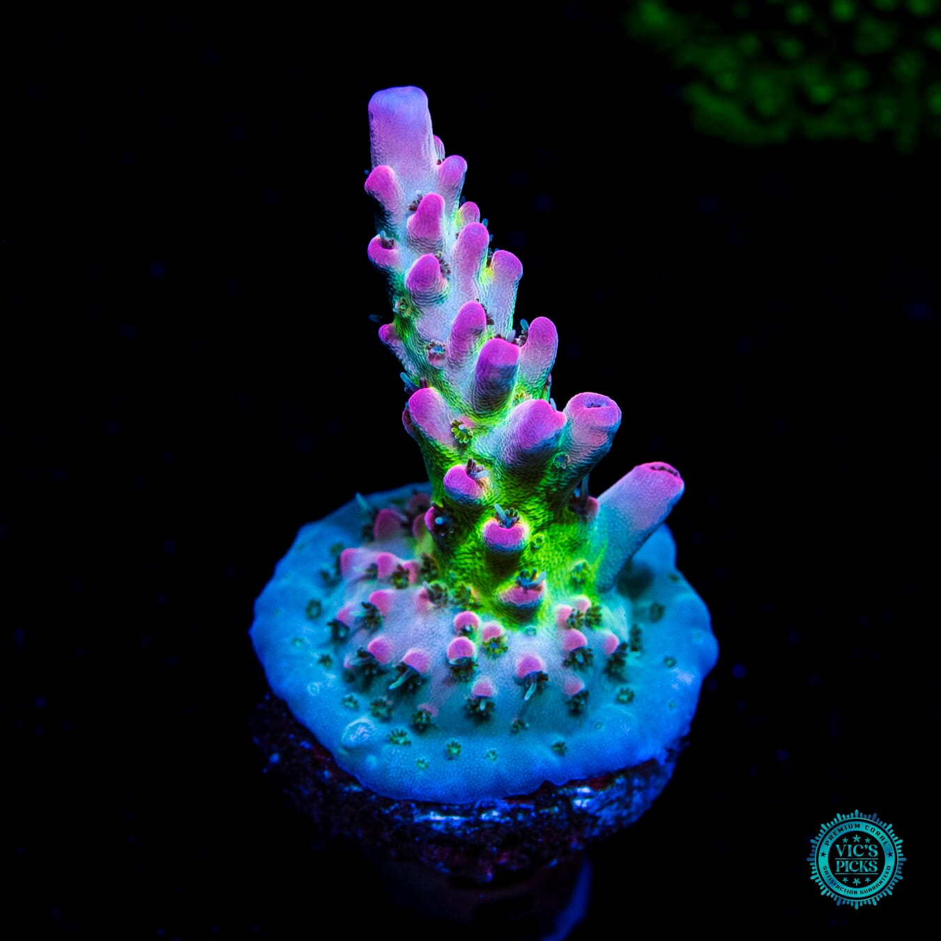 WWC Peacemaker Acropora - Daylight Photo