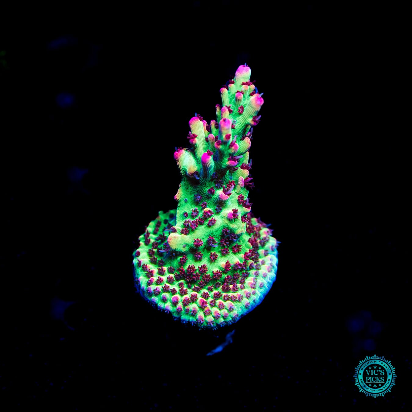 WWC Strawberry Shortcake Acropora - Daylight Photo