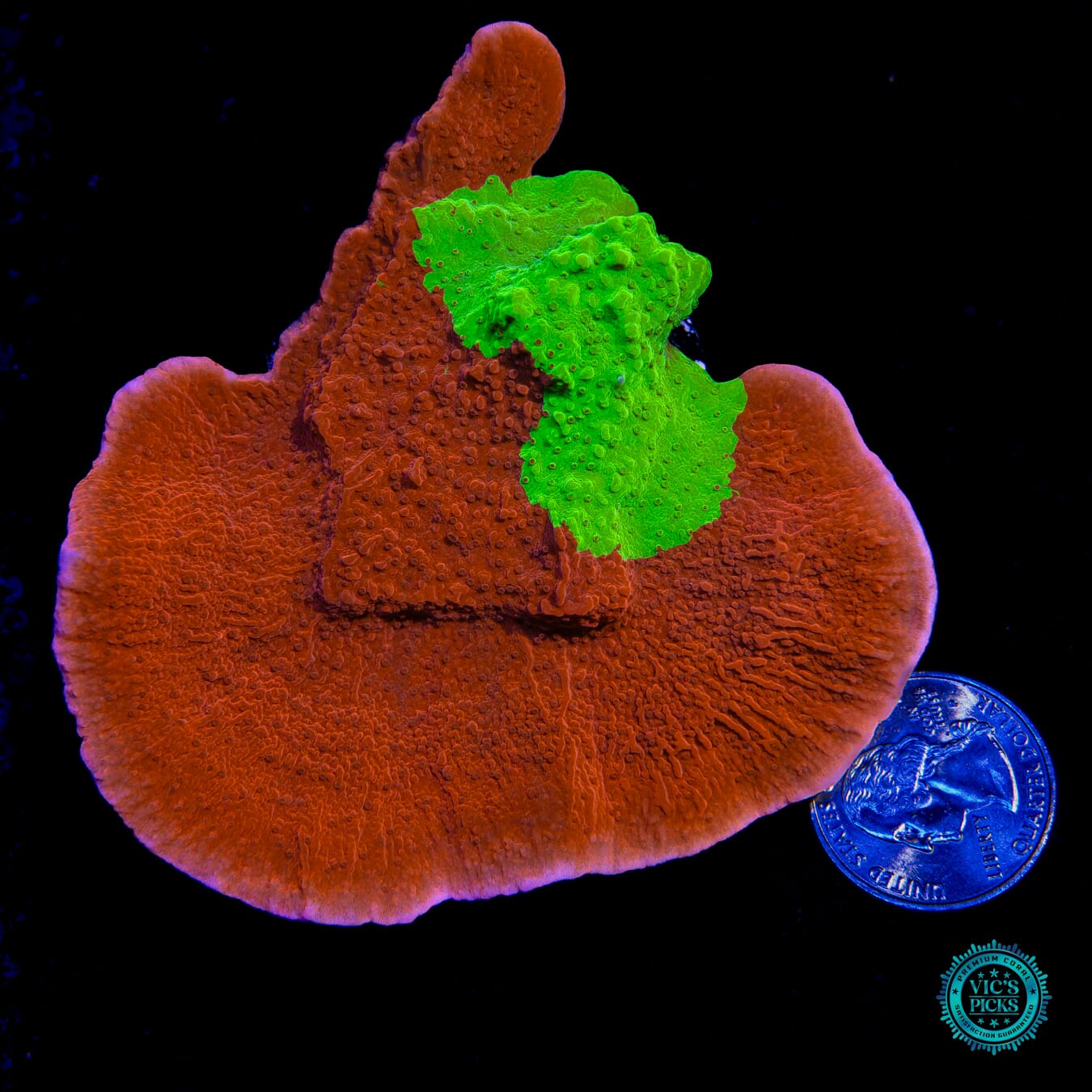 WWC Jaw Breaker Grafted Montipora - Actinic Photo