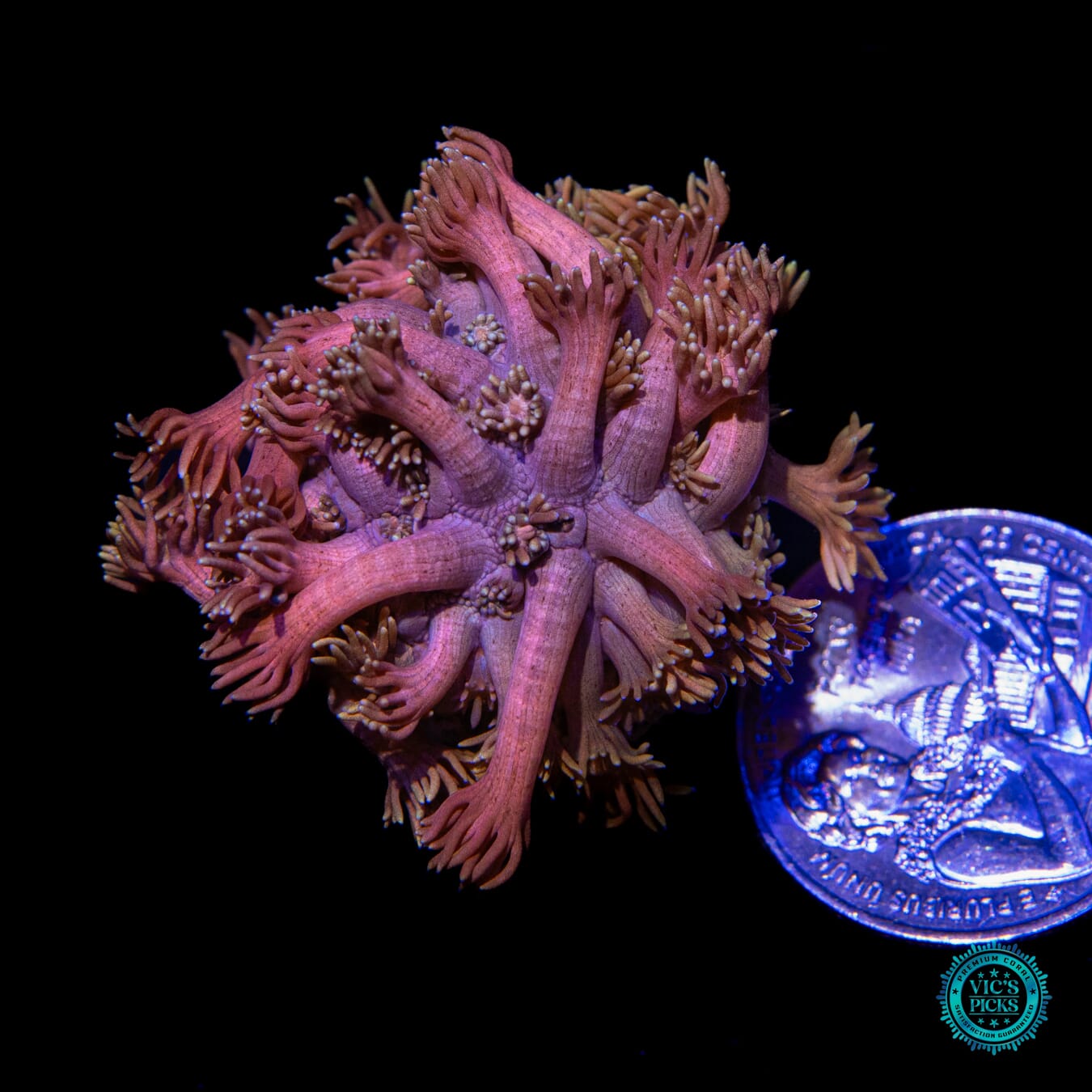 WWC Pink Freak Goniopora - Actinic Photo