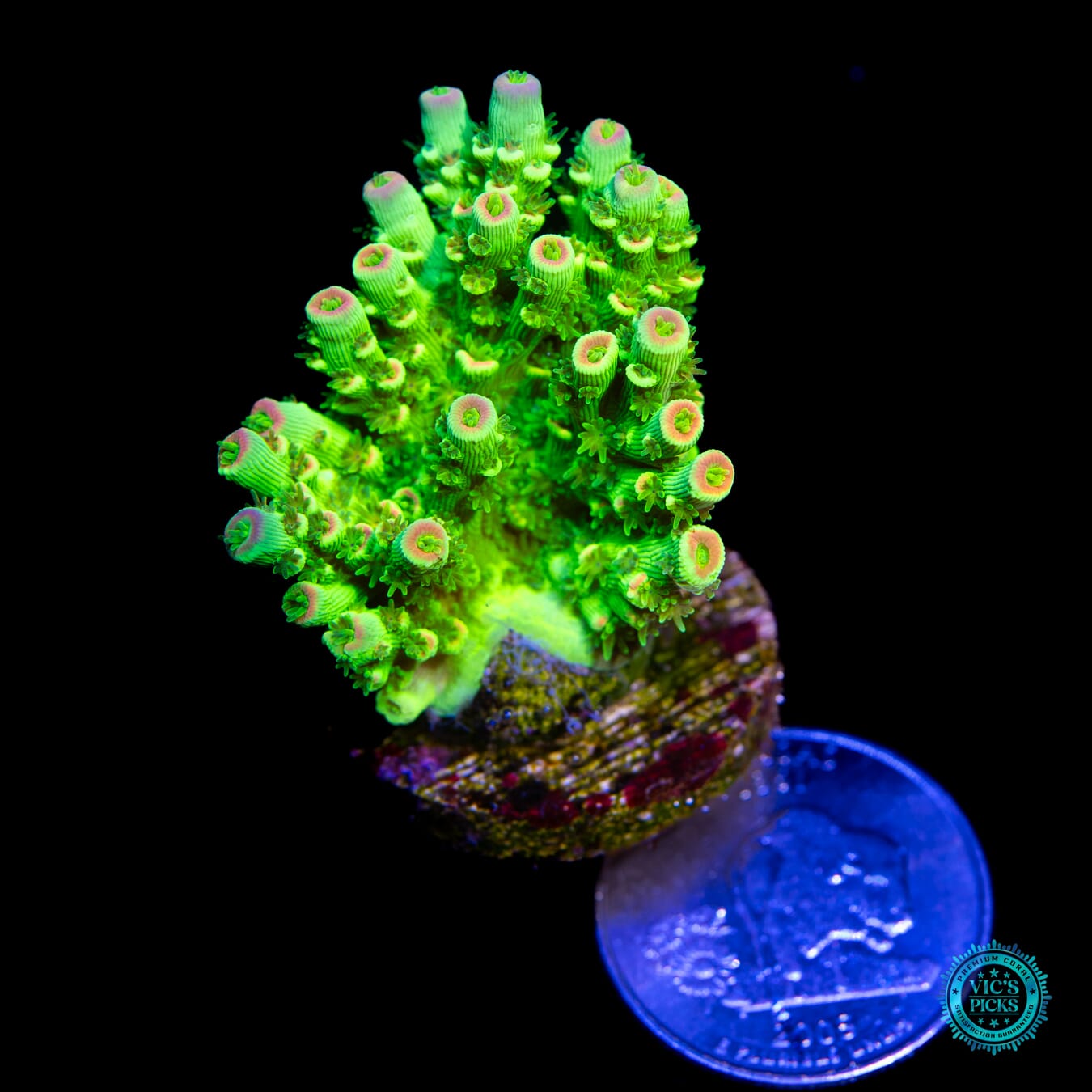 WWC Cash me Outside Tenuis Acropora - Actinic Photo