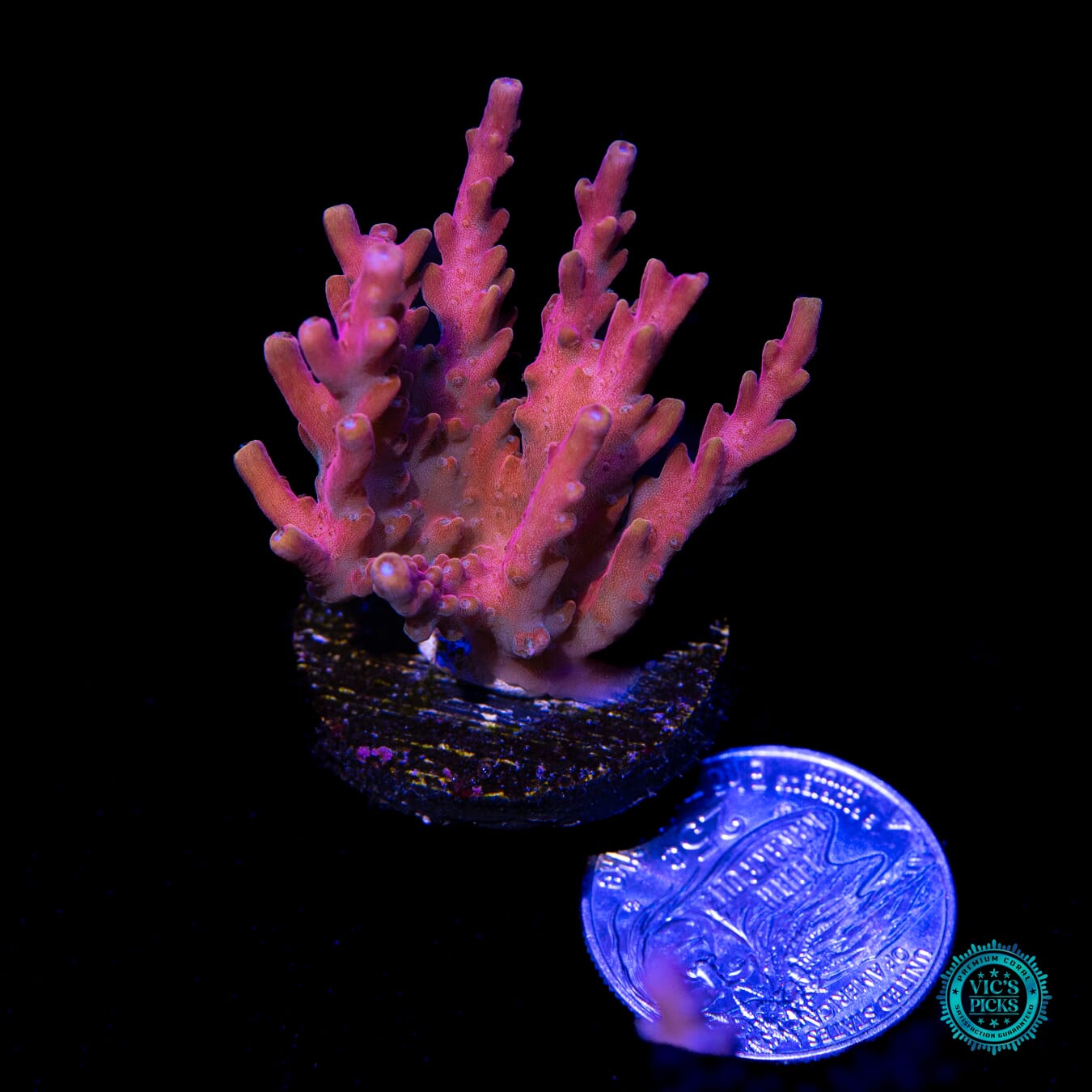 Jason Fox B33 Bomber Acropora - Actinic Photo