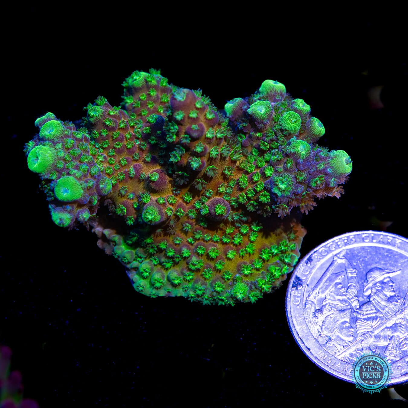 WWC Nuclear Grapes Acropora - Actinic Photo