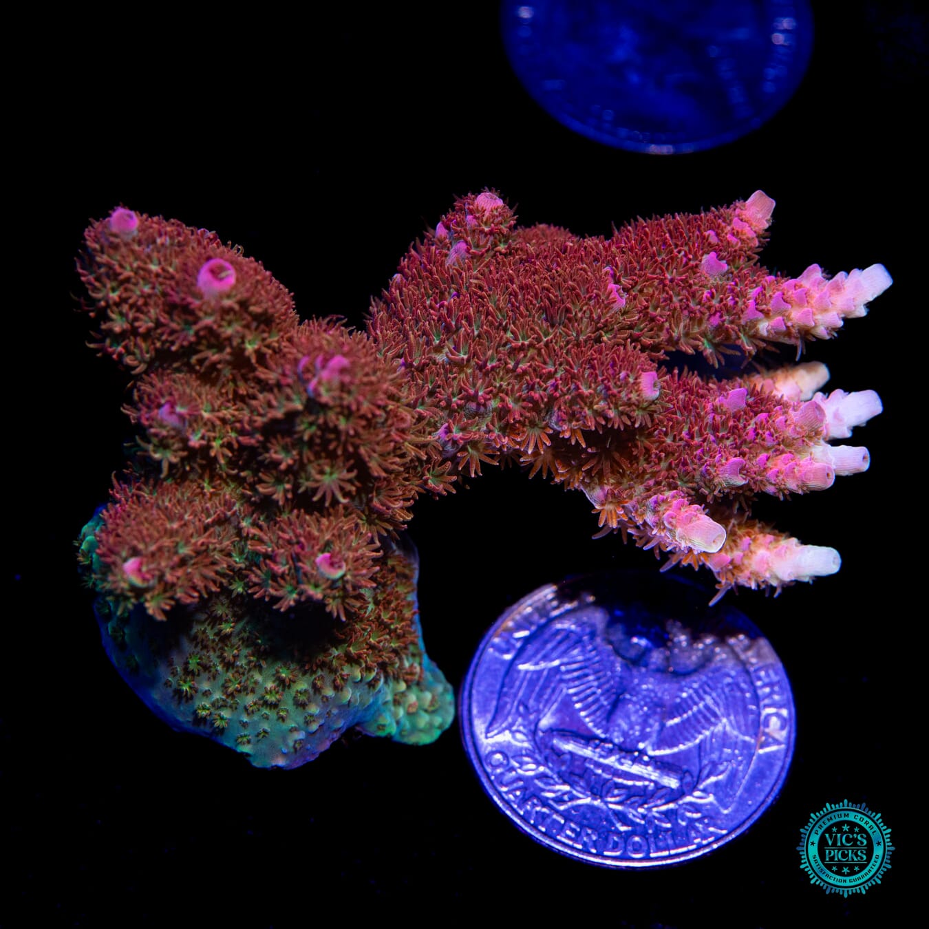 WWC Dirty Love Dreams Acropora - Actinic Photo