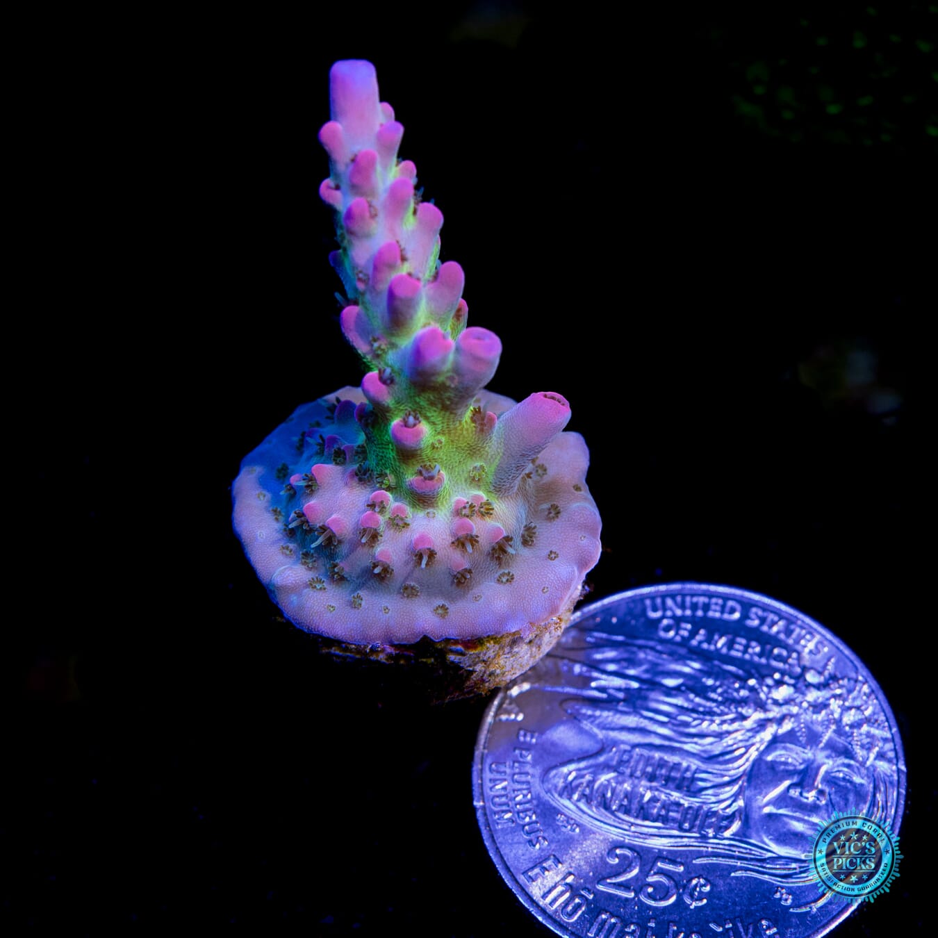 WWC Peacemaker Acropora - Actinic Photo