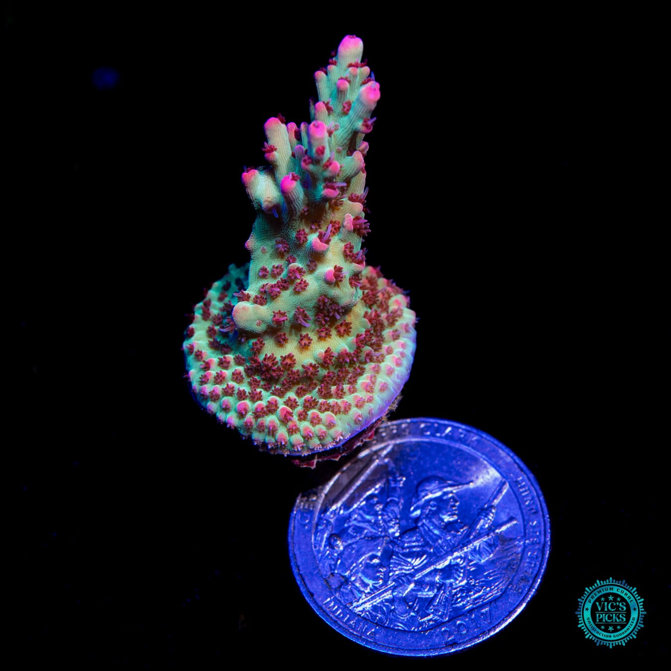 WWC Strawberry Shortcake Acropora - Actinic Photo