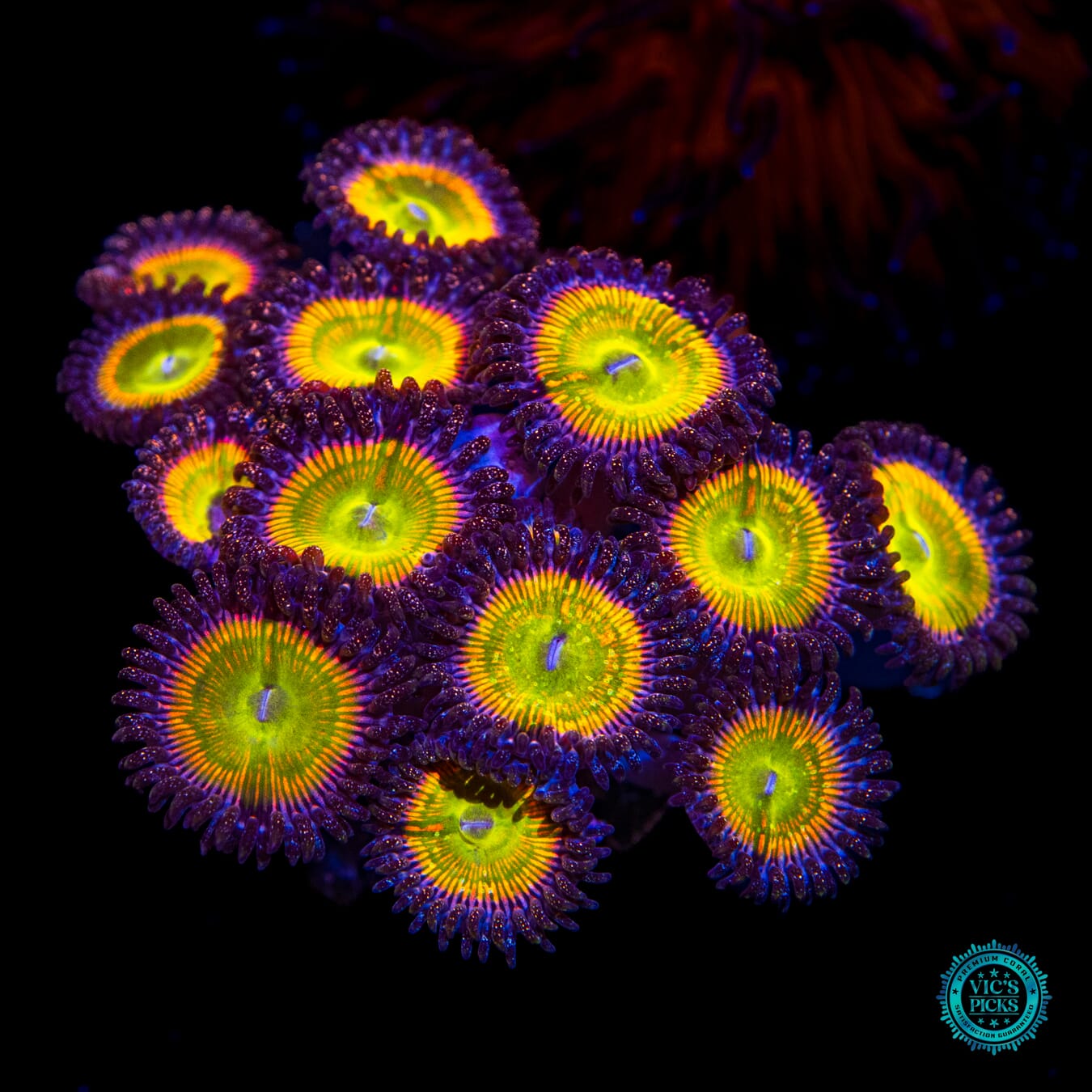 Sunny Ds Zoanthids - Daylight Photo