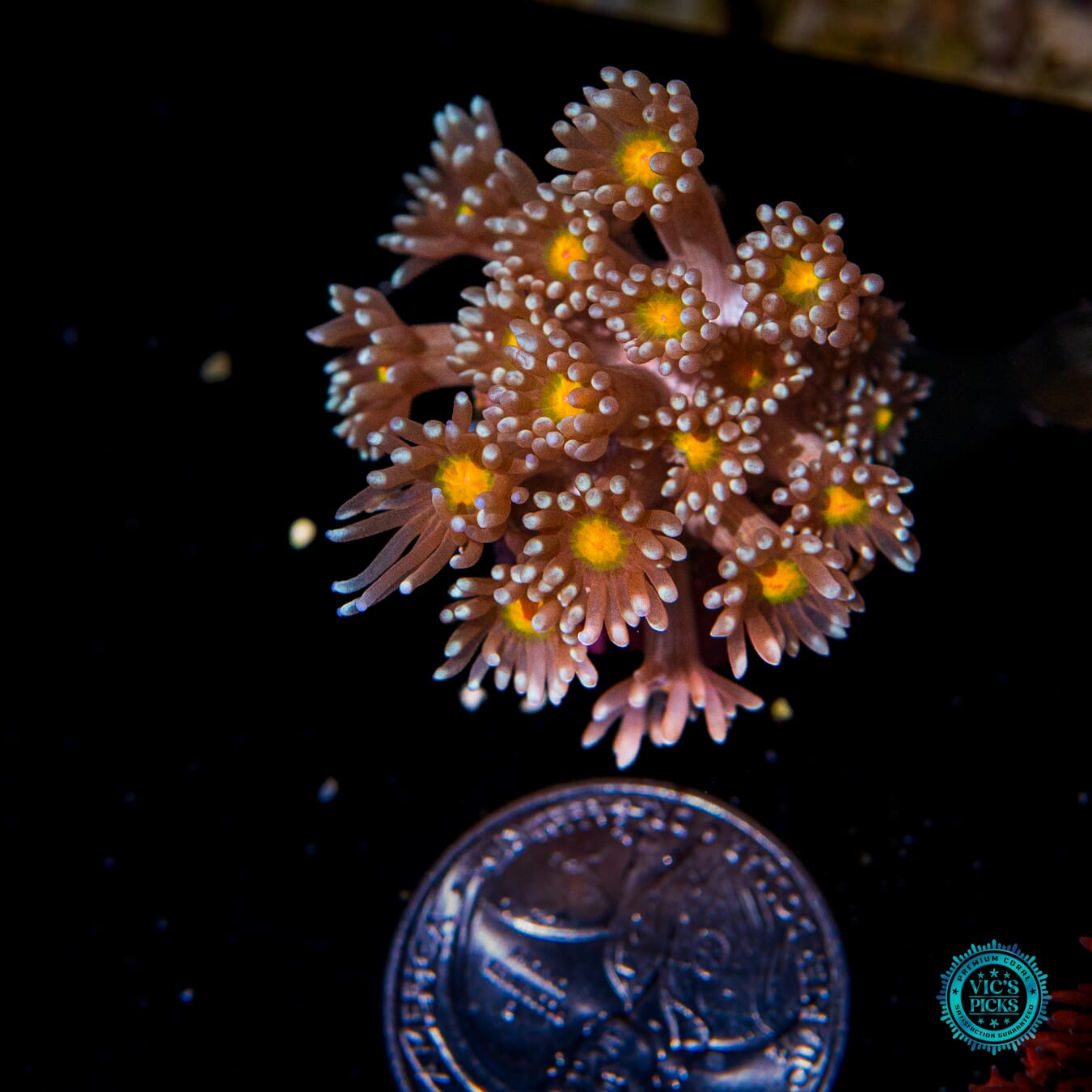 Peach Punch Goniopora - Actinic Photo