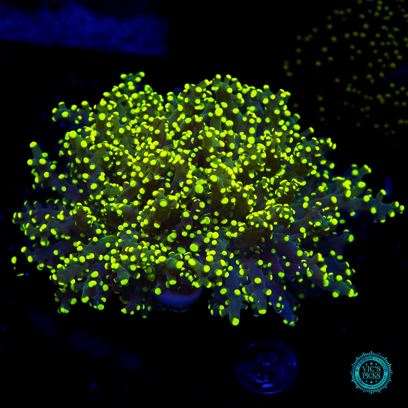 Glowbug Branching Frogspawn - Daylight Photo