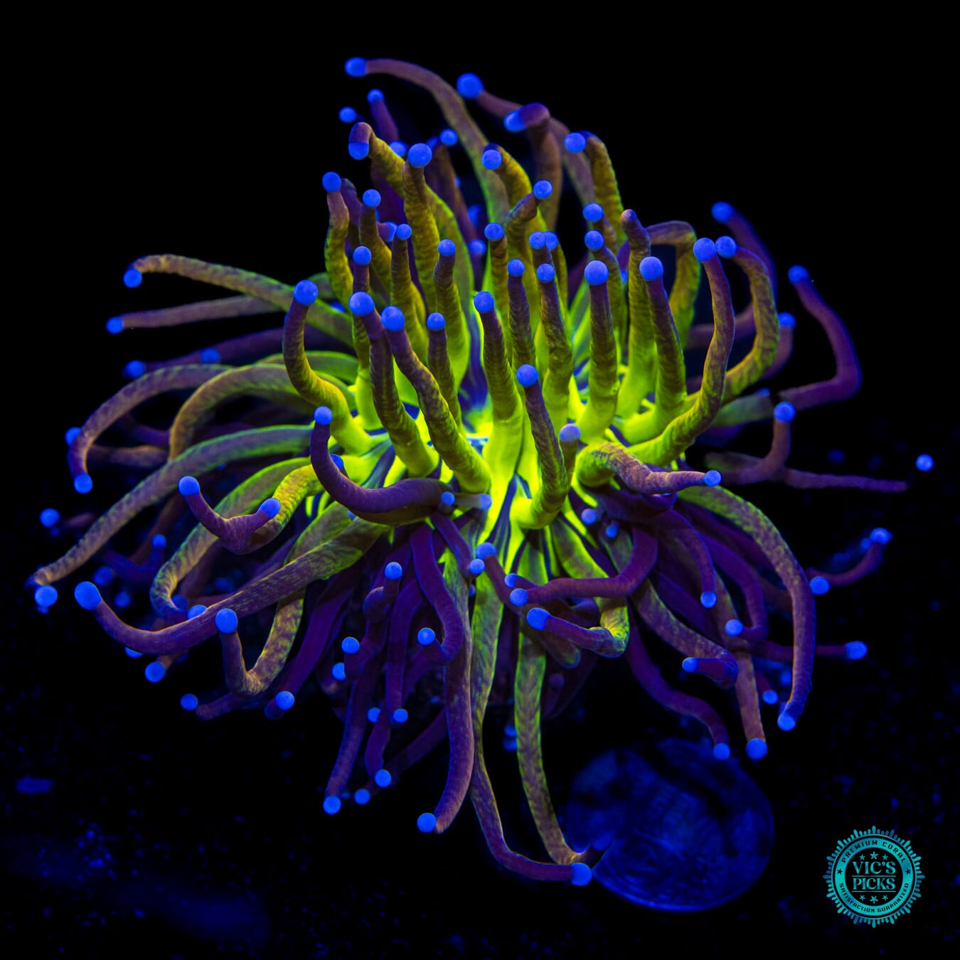 Fel Flame Torch - Daylight Photo