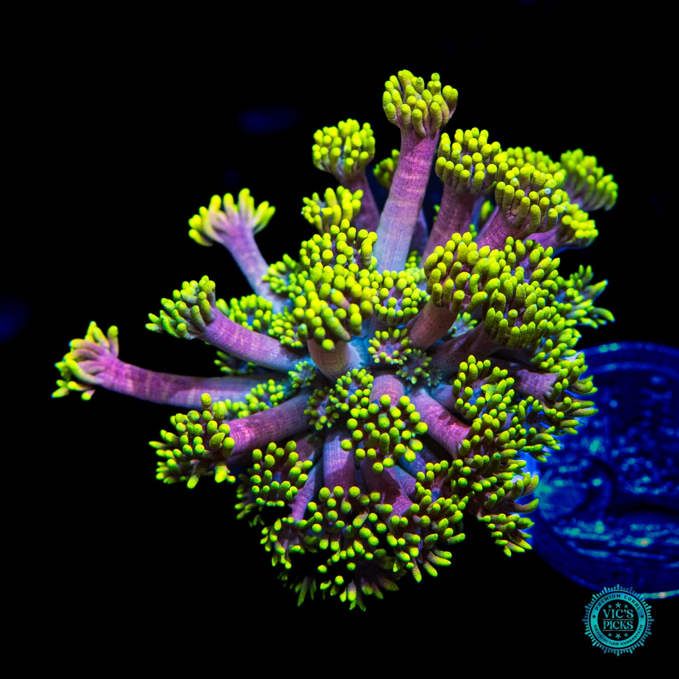 WWC Hail Hydra Goniopora - Daylight Photo