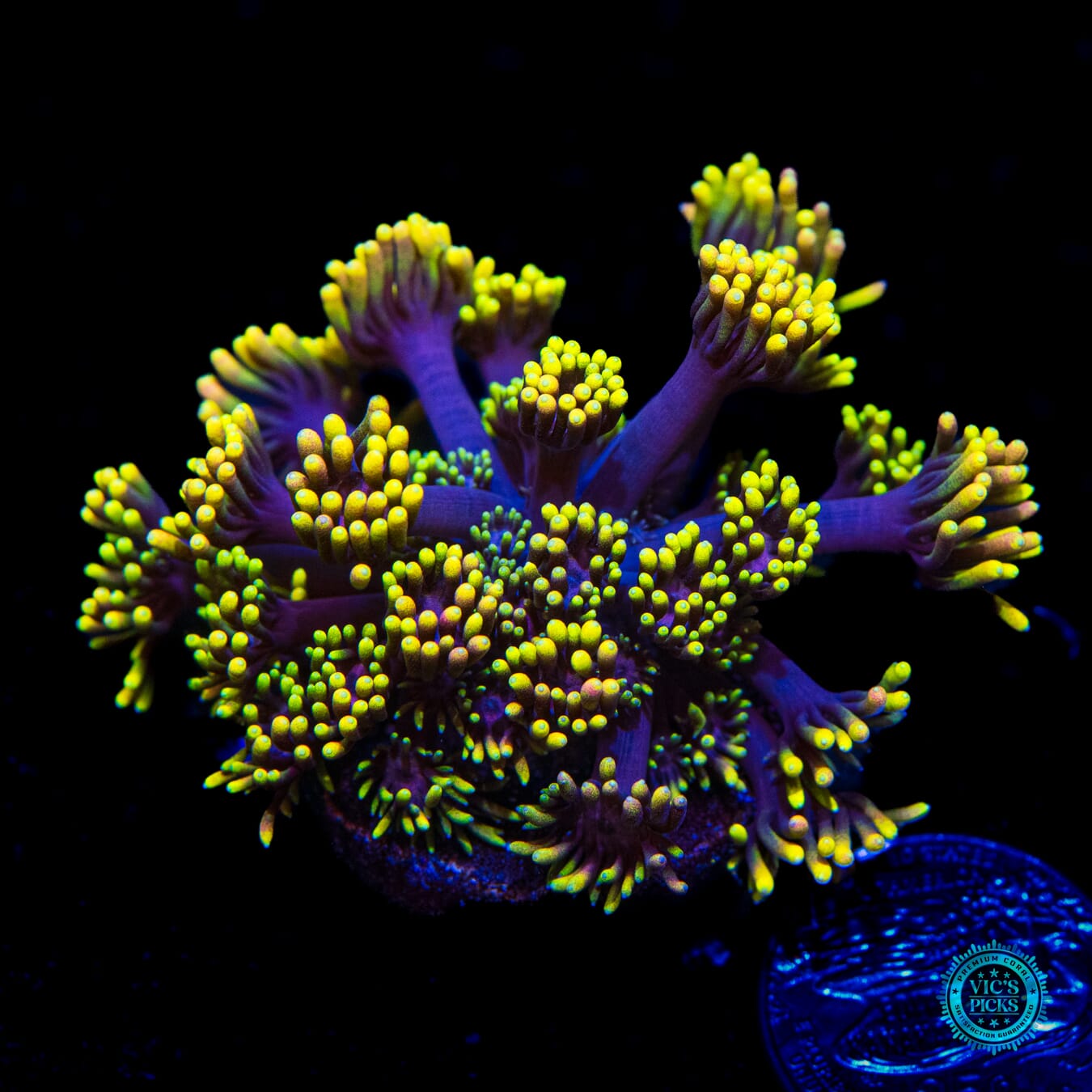 WWC Sunflower Goniopora - Daylight Photo