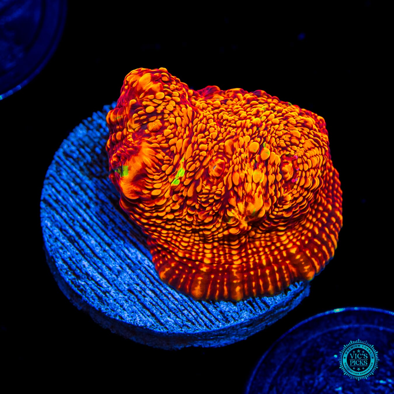 WWC Primetime Chalice - Daylight Photo