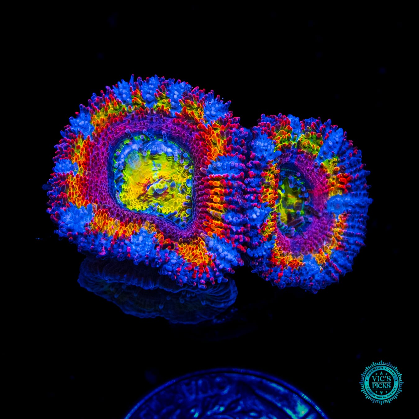 Lucky Charms Aussie Lord - Daylight Photo