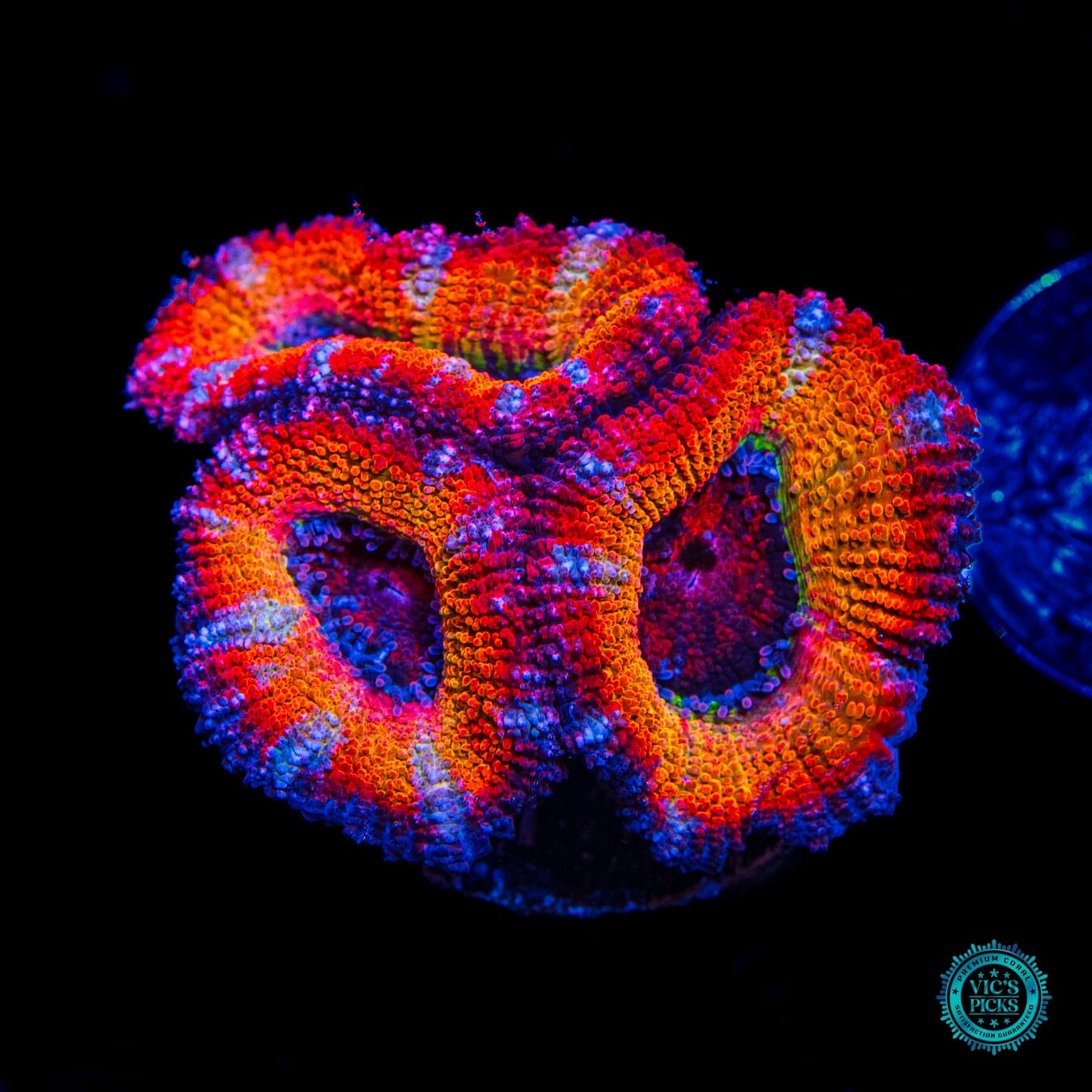 WWC Afterburner Aussie Lord - Daylight Photo