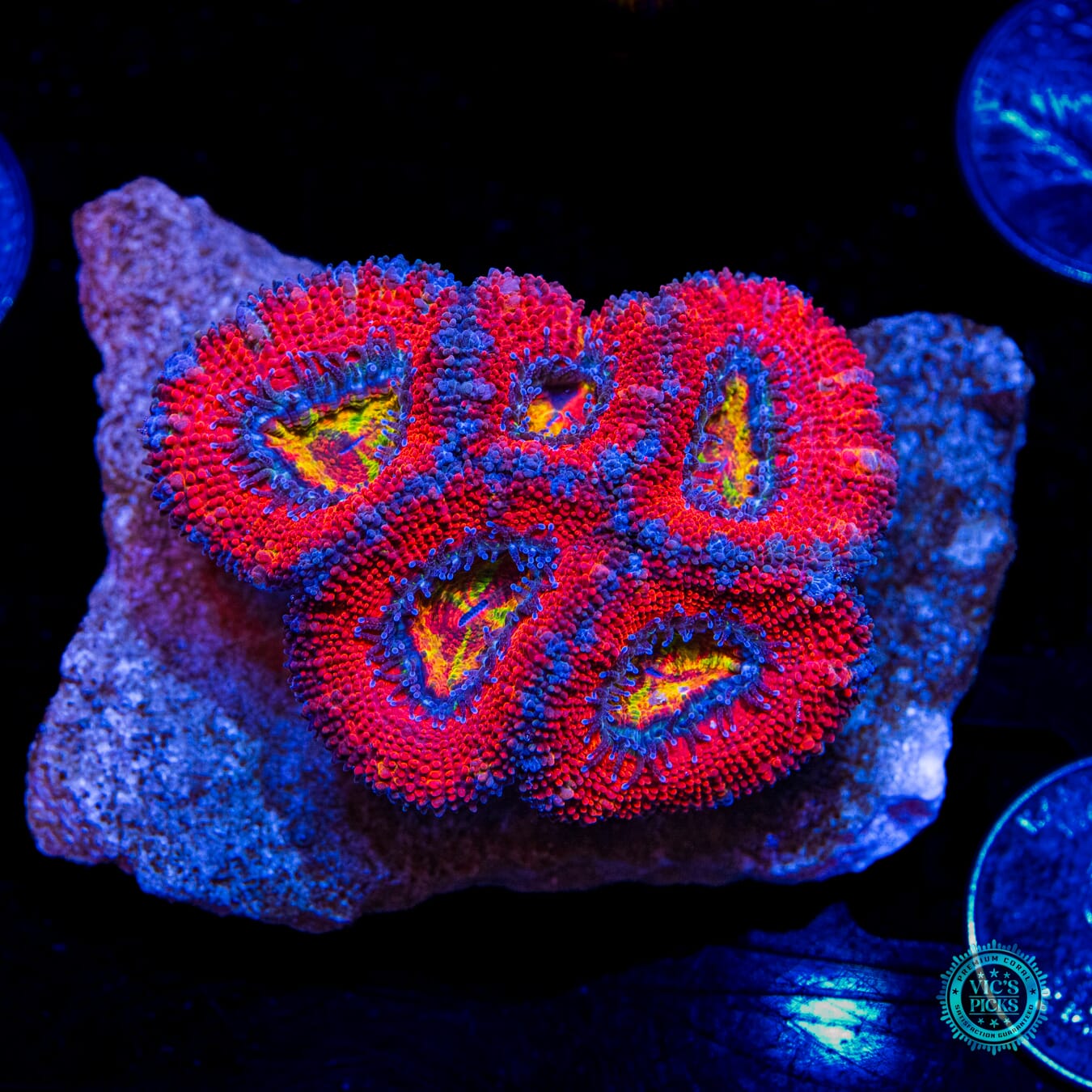 WWC Lava Bomb Aussie Lord - Daylight Photo