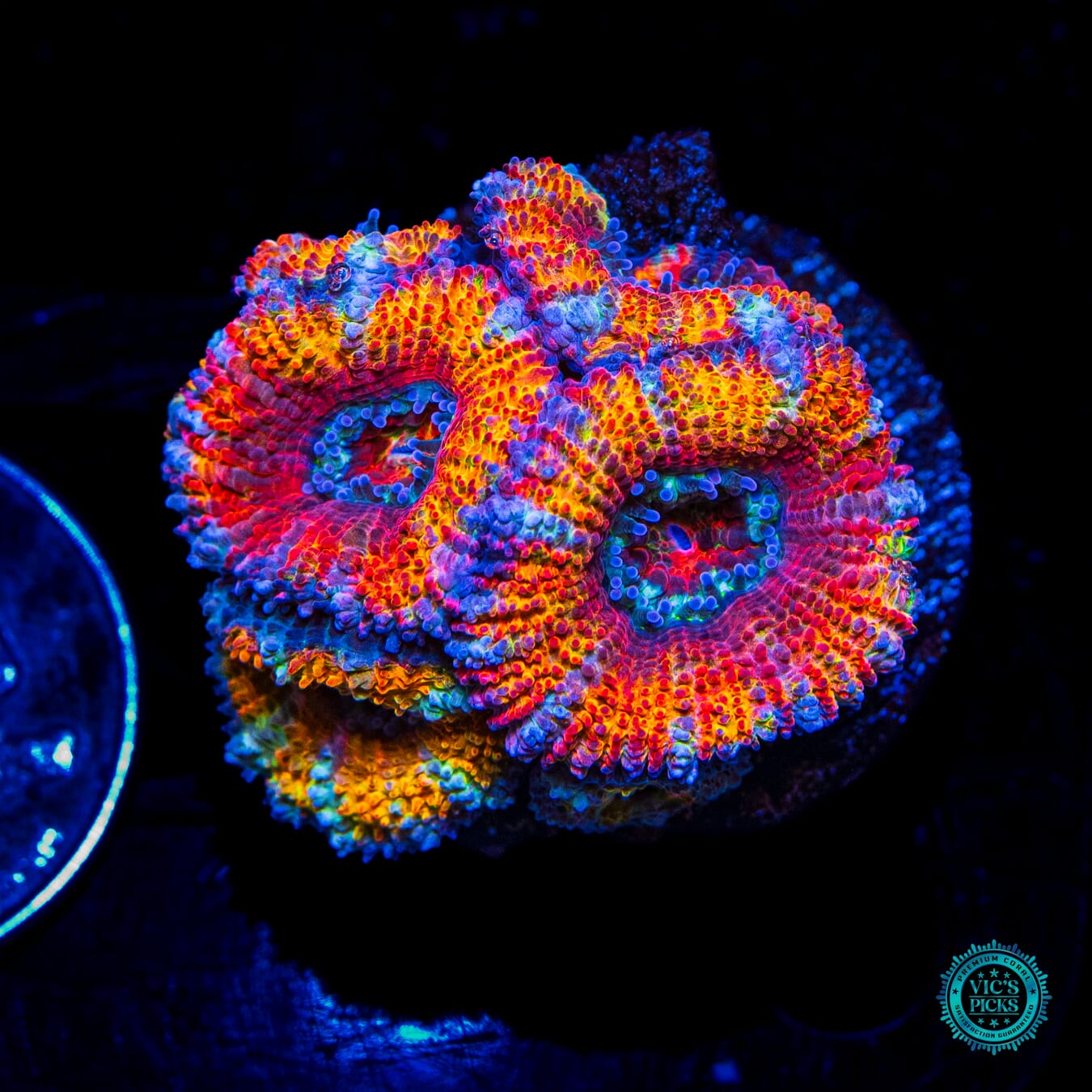 WWC Hyper Drive Aussie Lord - Daylight Photo