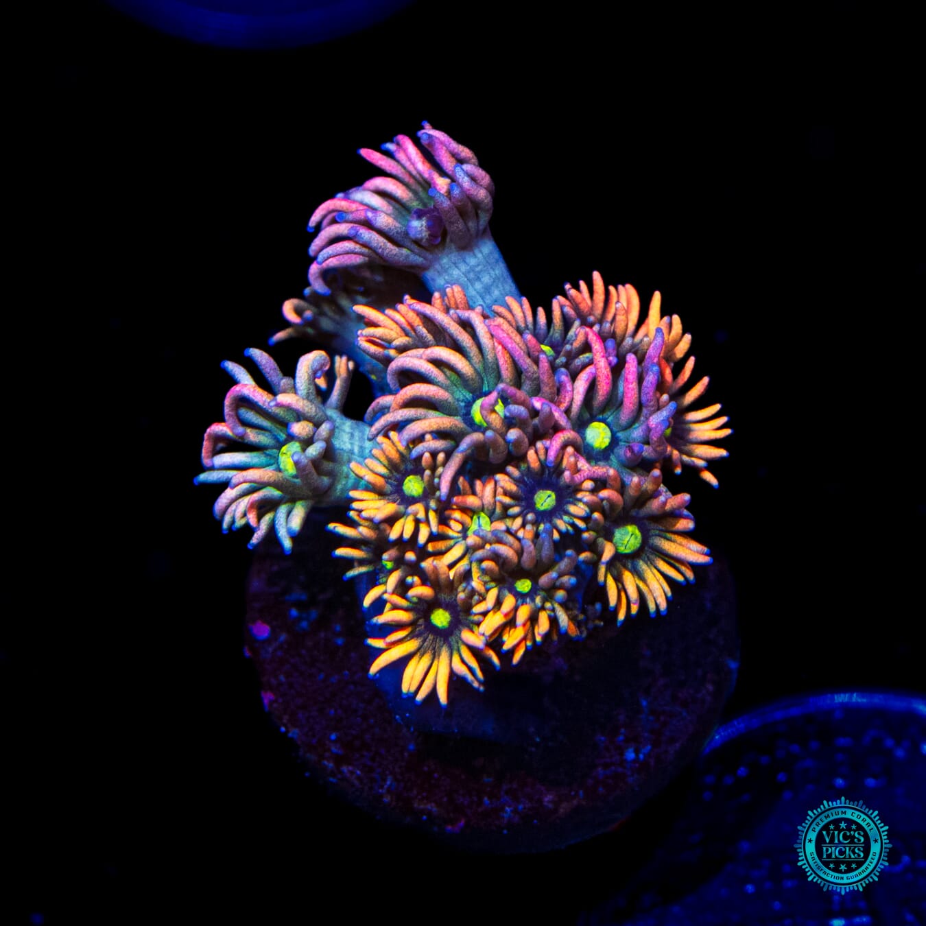 WWC Bomb Diggity Goniopora - Daylight Photo