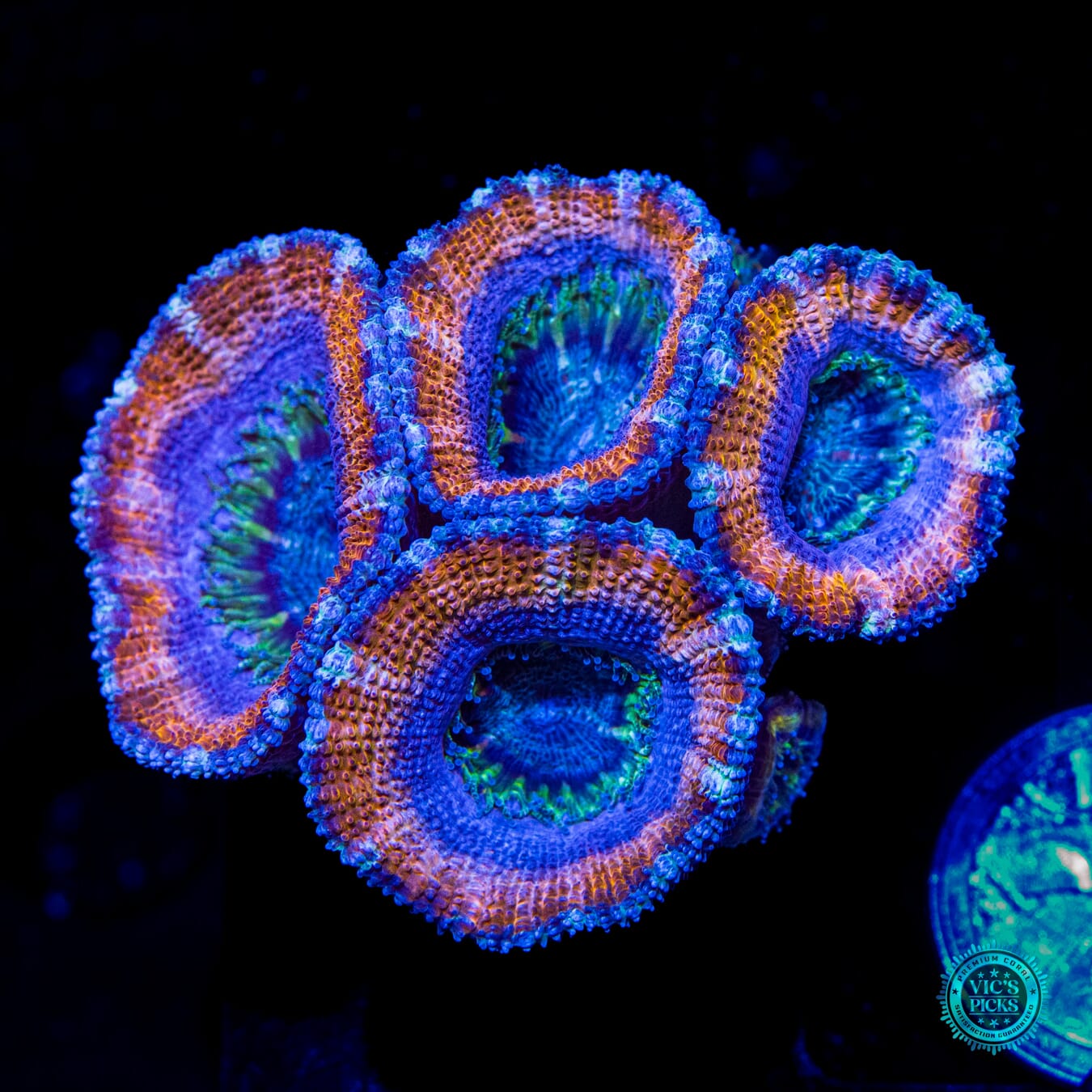 WWC Smirnof Ice Aussie Lord - Daylight Photo