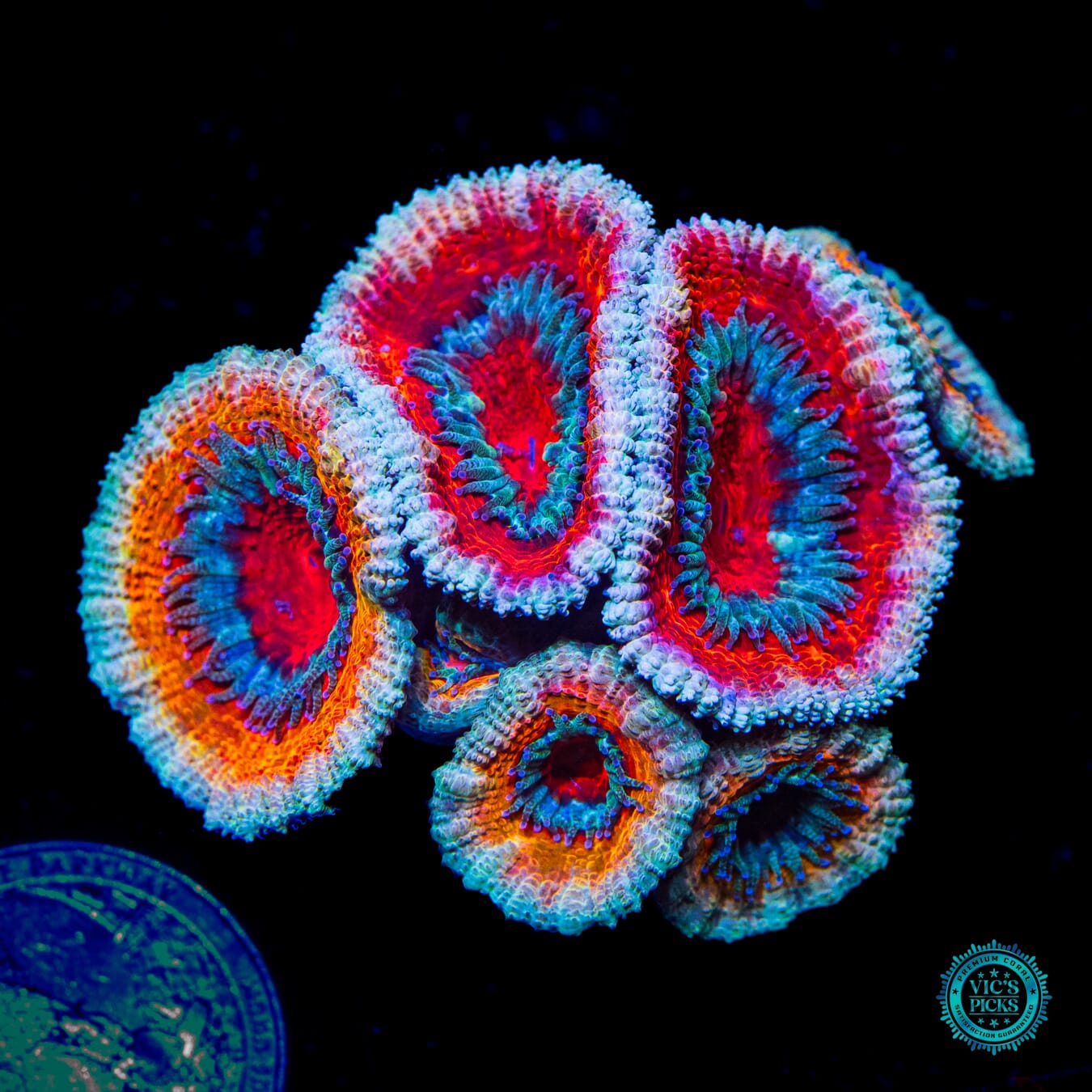 WWC Cotton Candy Aussie Lord - Daylight Photo