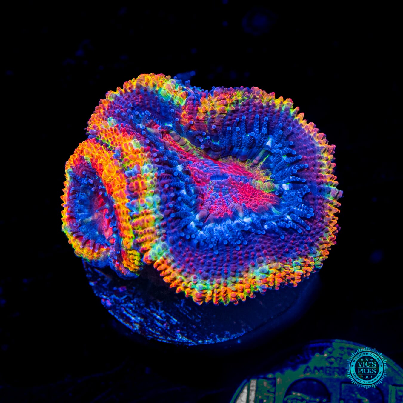 WWC Soul Stone Aussie Lord - Daylight Photo