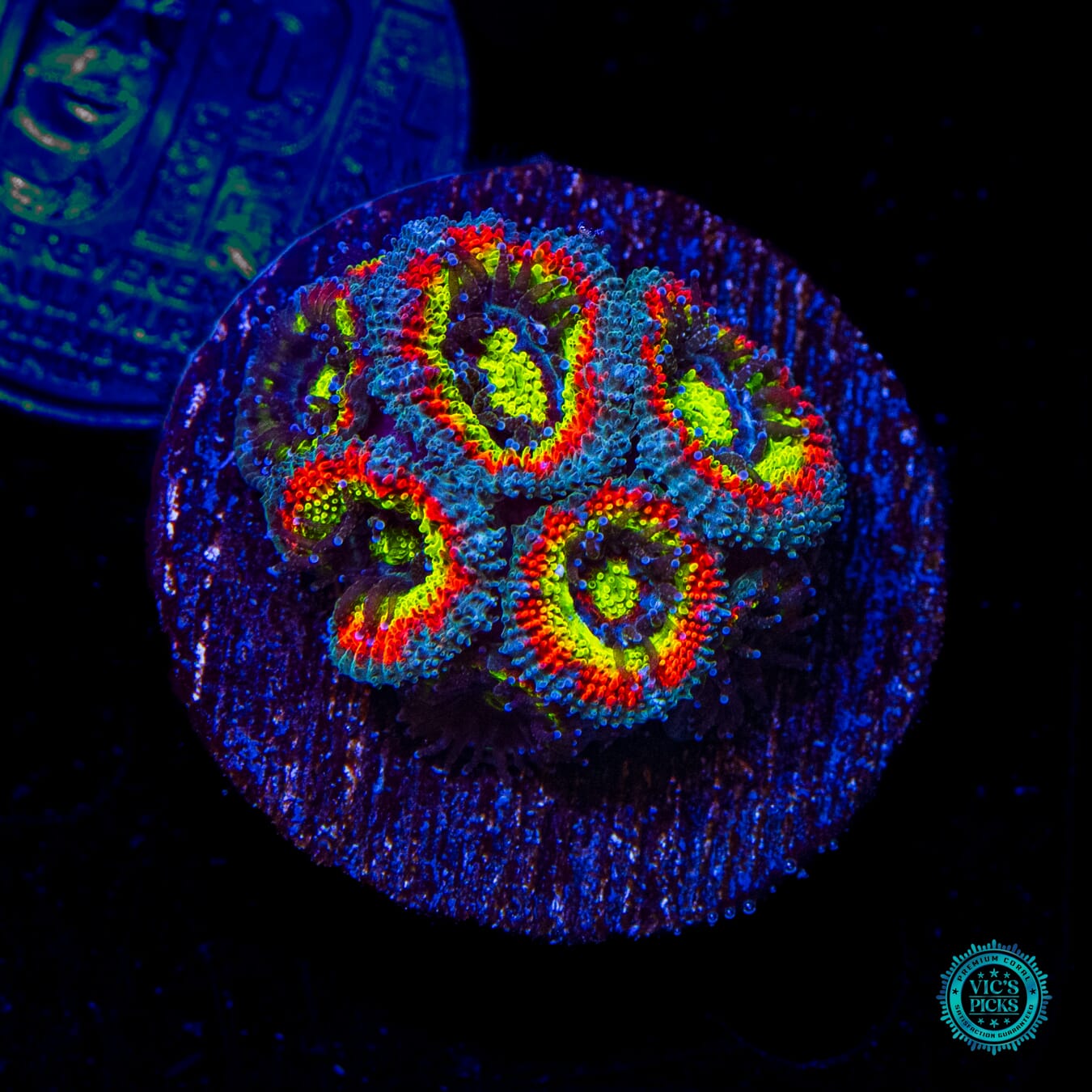 WWC Holy Grail Micromussa - Daylight Photo