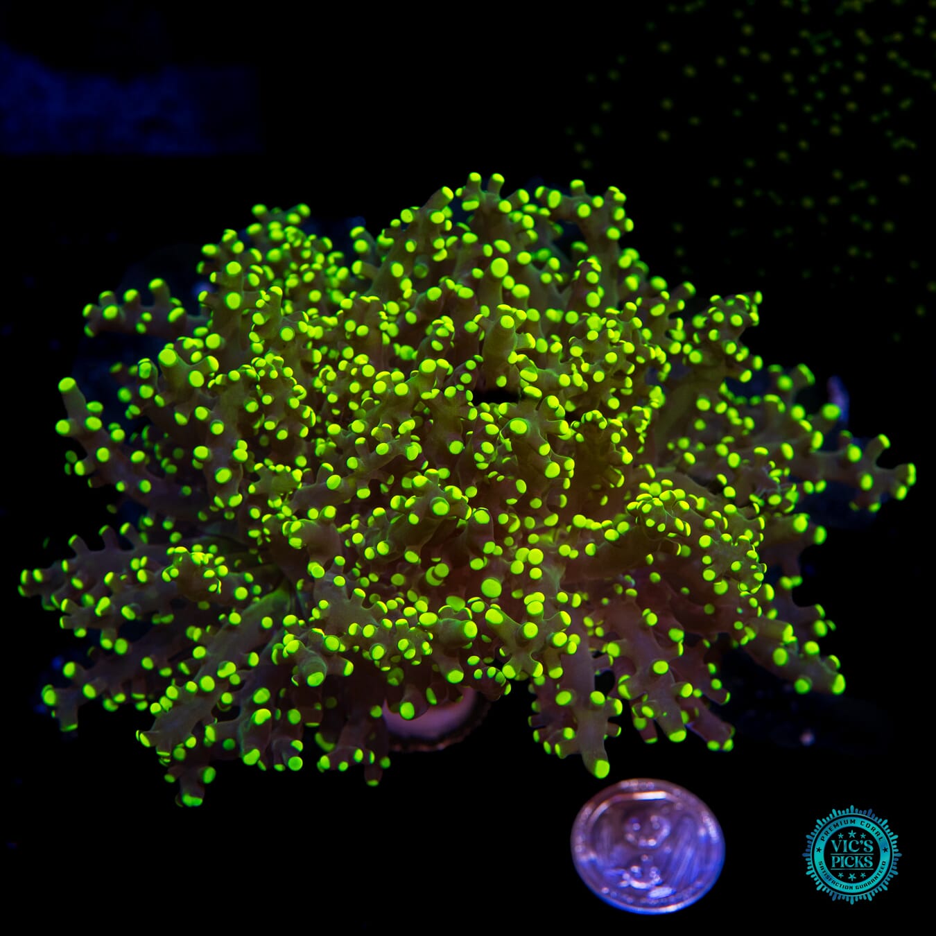 Glowbug Branching Frogspawn - Actinic Photo