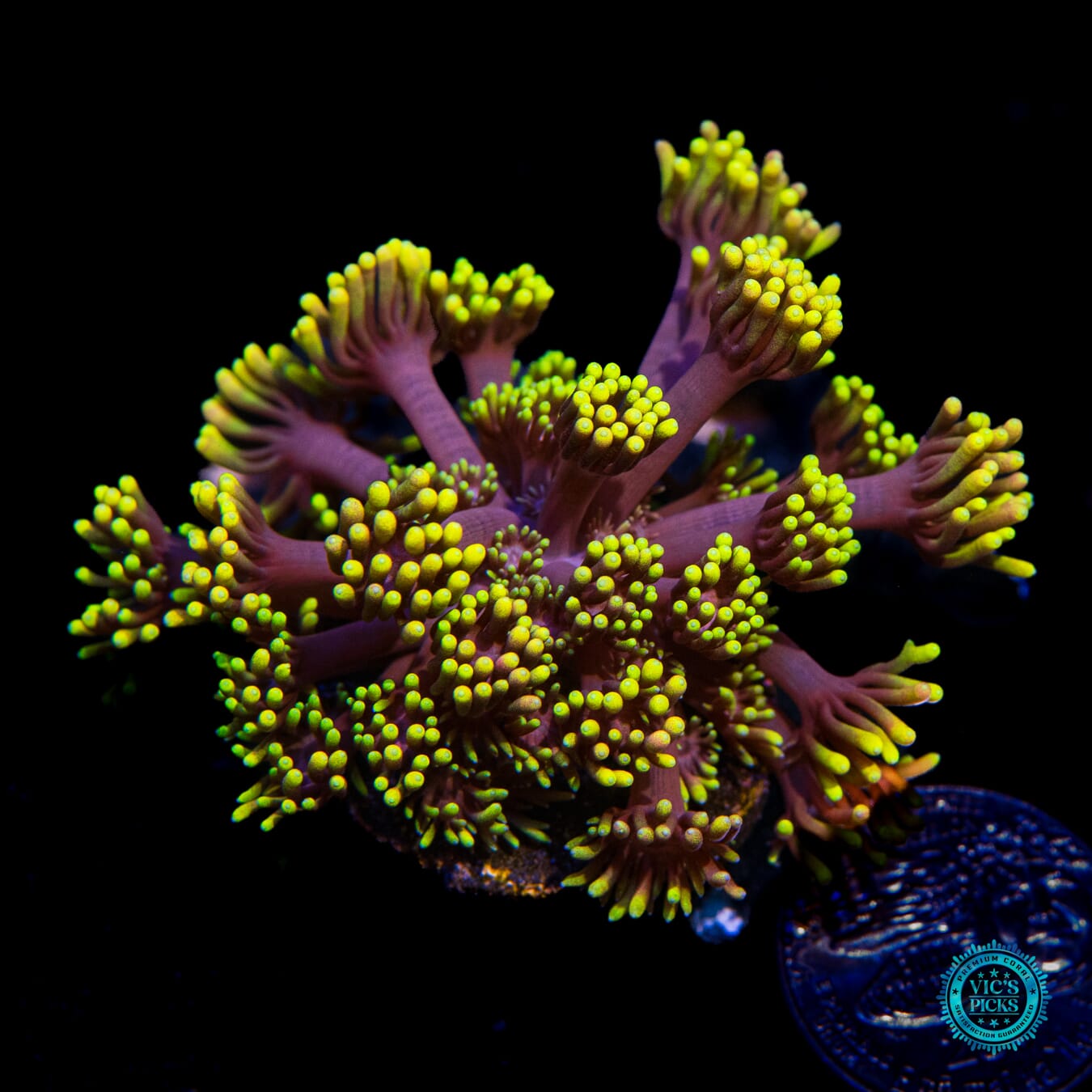 WWC Sunflower Goniopora - Actinic Photo