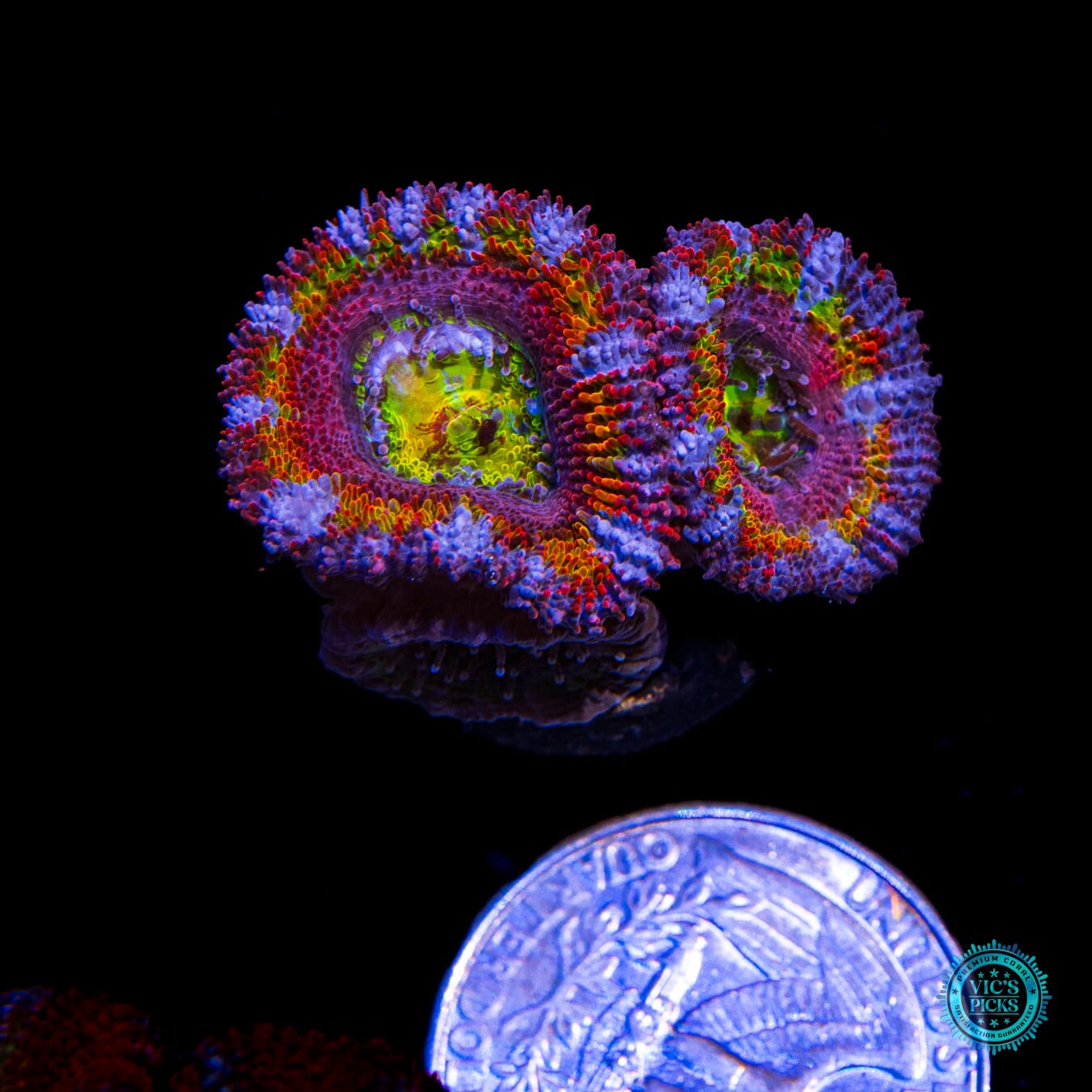 Lucky Charms Aussie Lord - Actinic Photo