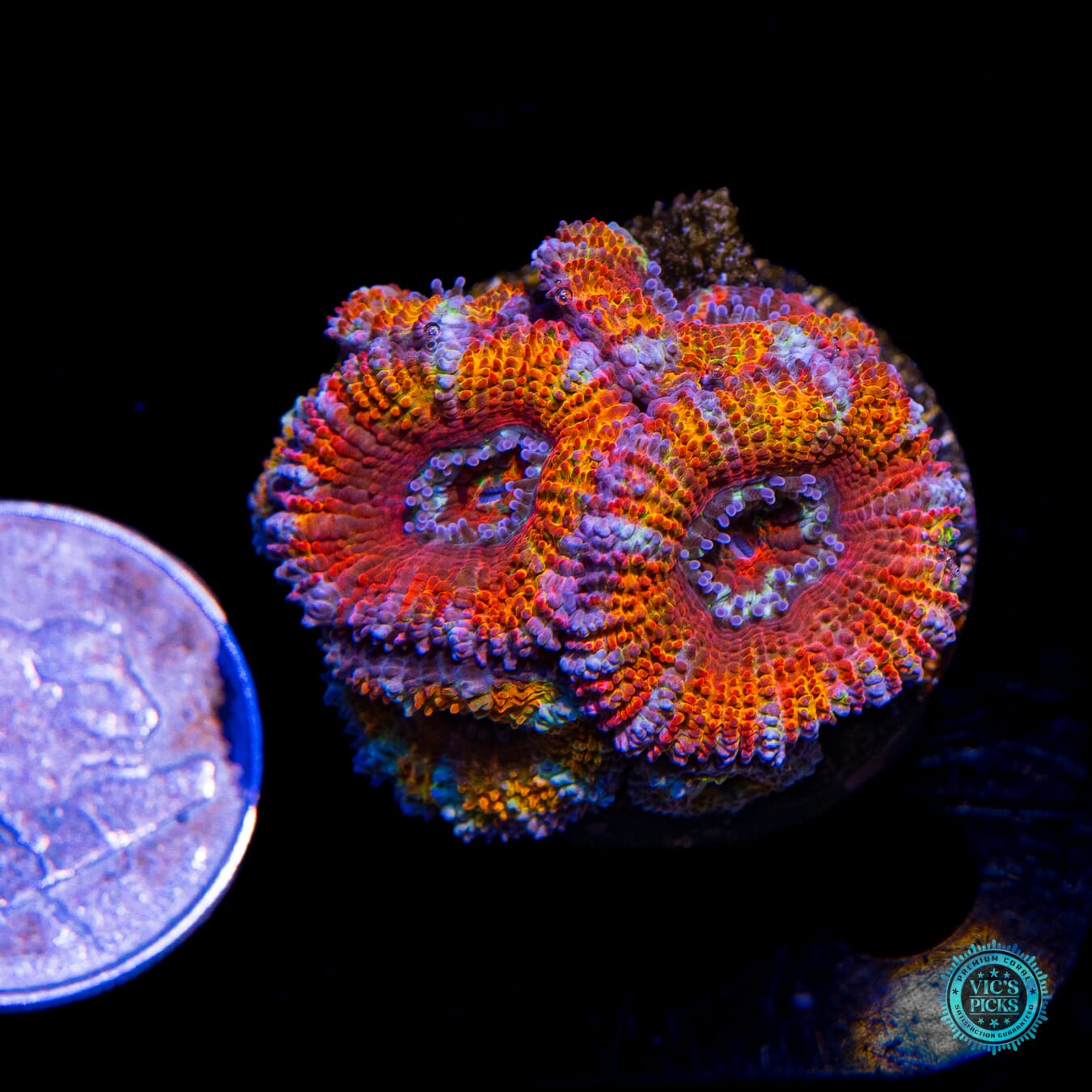 WWC Hyper Drive Aussie Lord - Actinic Photo