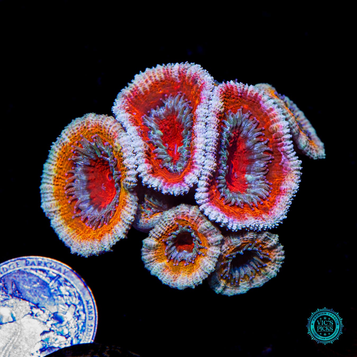 WWC Cotton Candy Aussie Lord - Actinic Photo