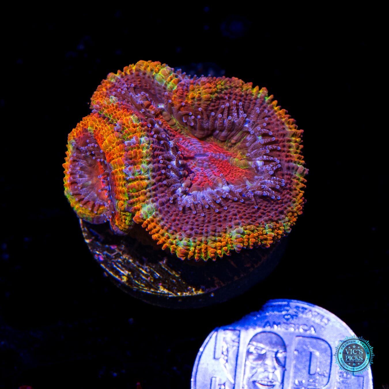 WWC Soul Stone Aussie Lord - Actinic Photo