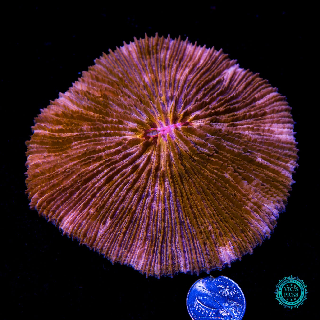 XL Metalmaniac Plate - Actinic Photo