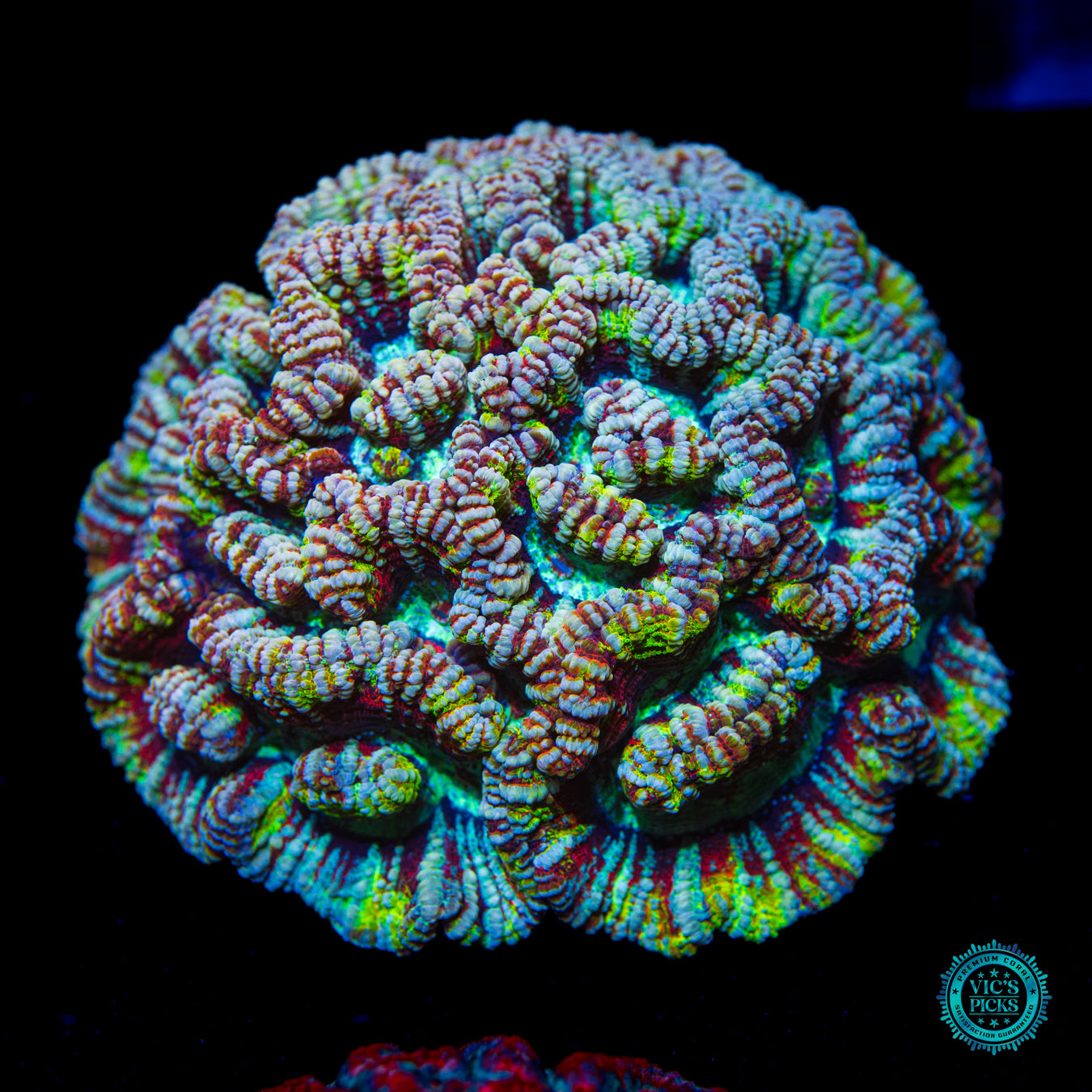 Super Fluff Rainbow Tiger Symphyllia Wilsoni