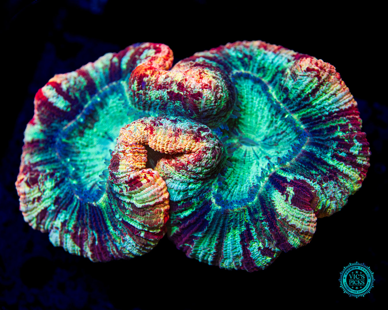 Rose Garden Trachyphyllia