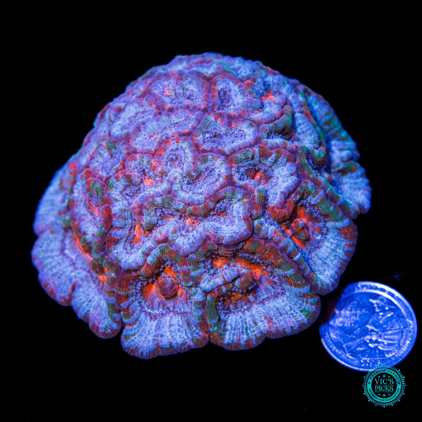 Frozen Tiger Symphyllia Wilsoni - Actinic Photo