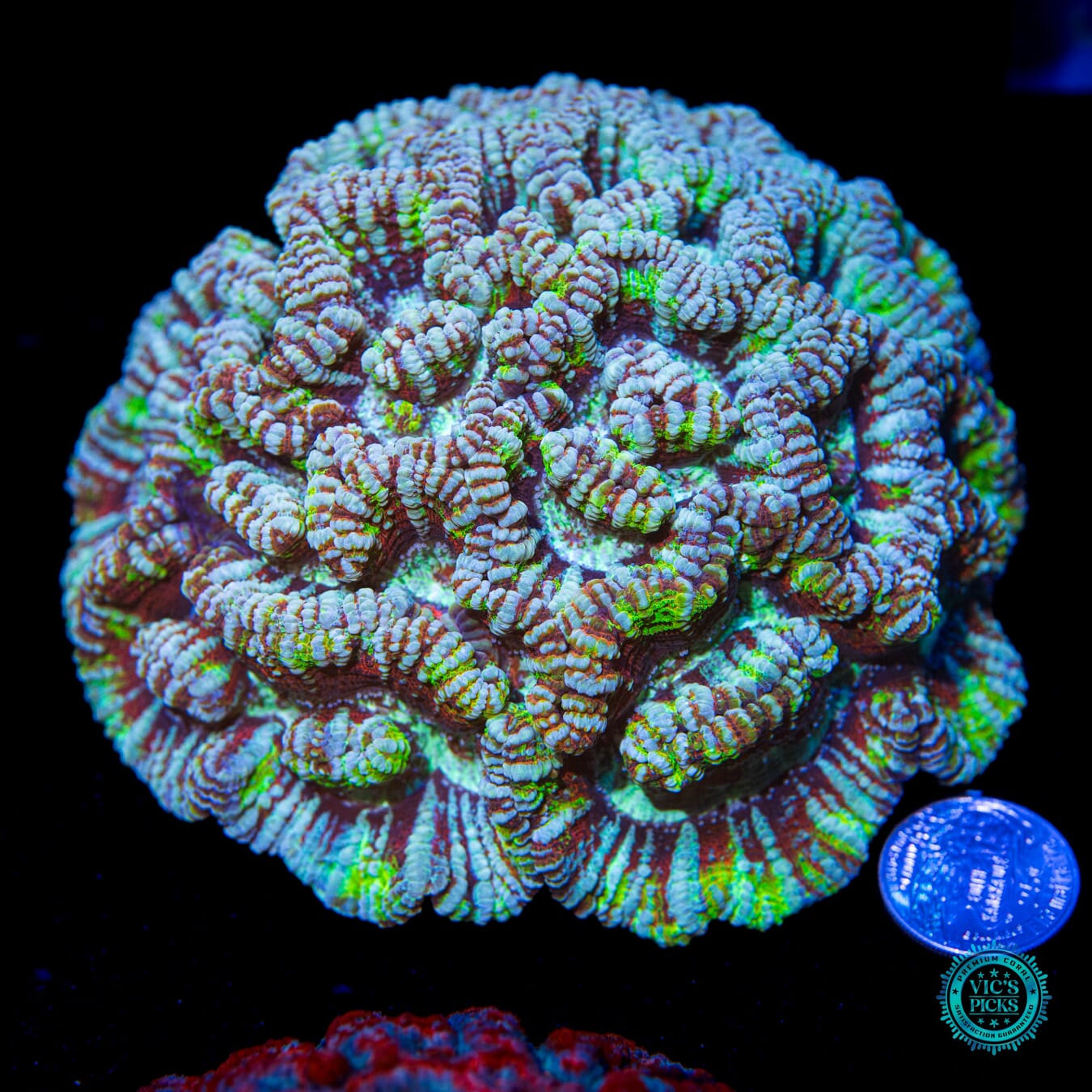 Super Fluff Rainbow Tiger Symphyllia Wilsoni - Actinic Photo