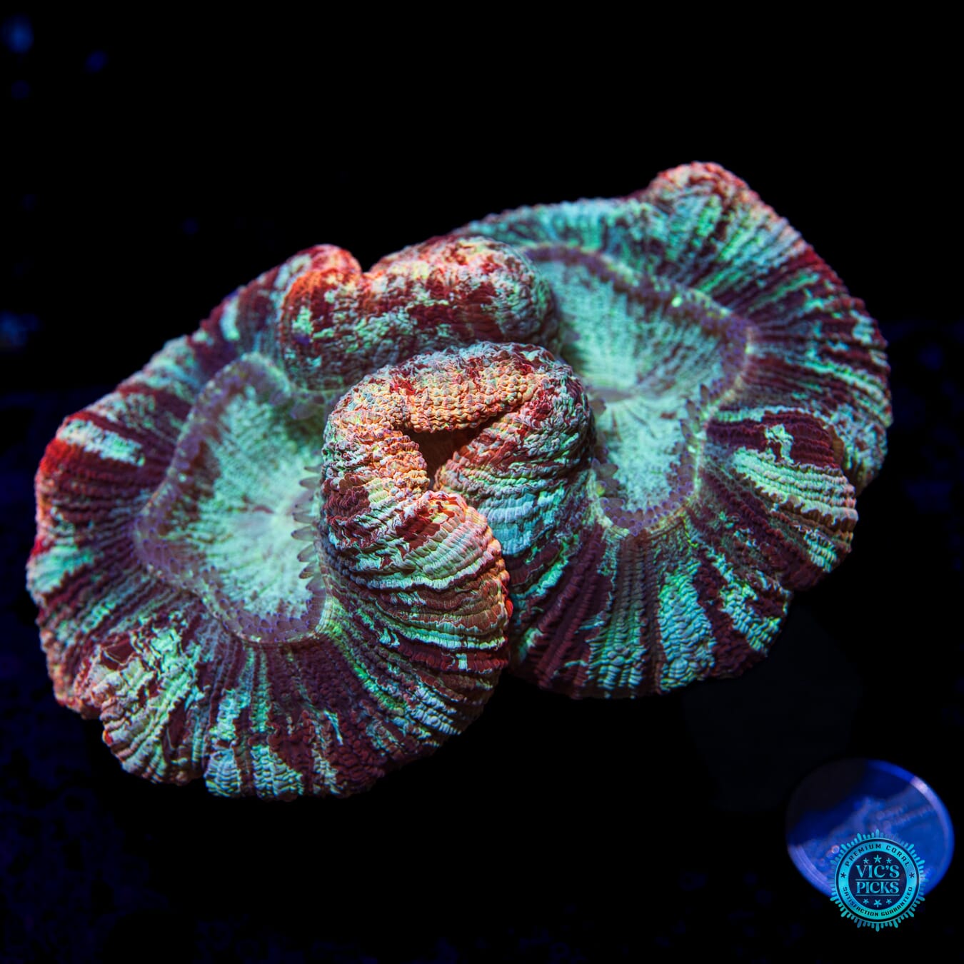 Rose Garden Trachyphyllia - Actinic Photo