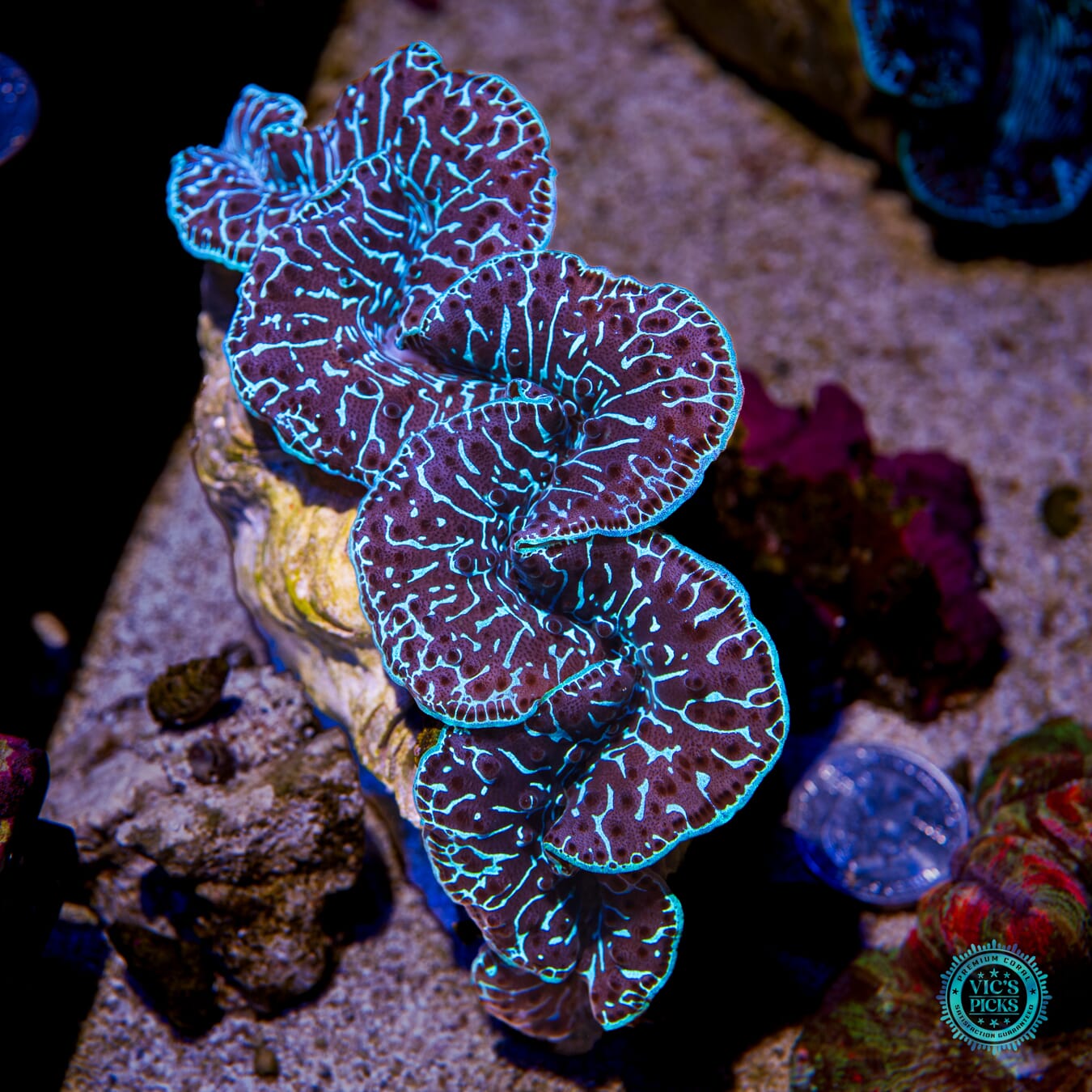 Cobalt Lightning Maxima Clam - Actinic Photo