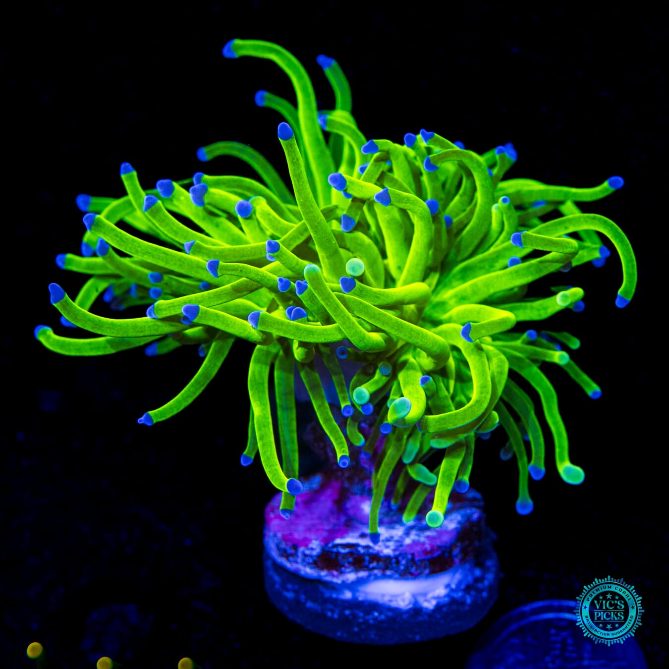 WWC In-House Spawned Blue Tip Torch - Daylight Photo