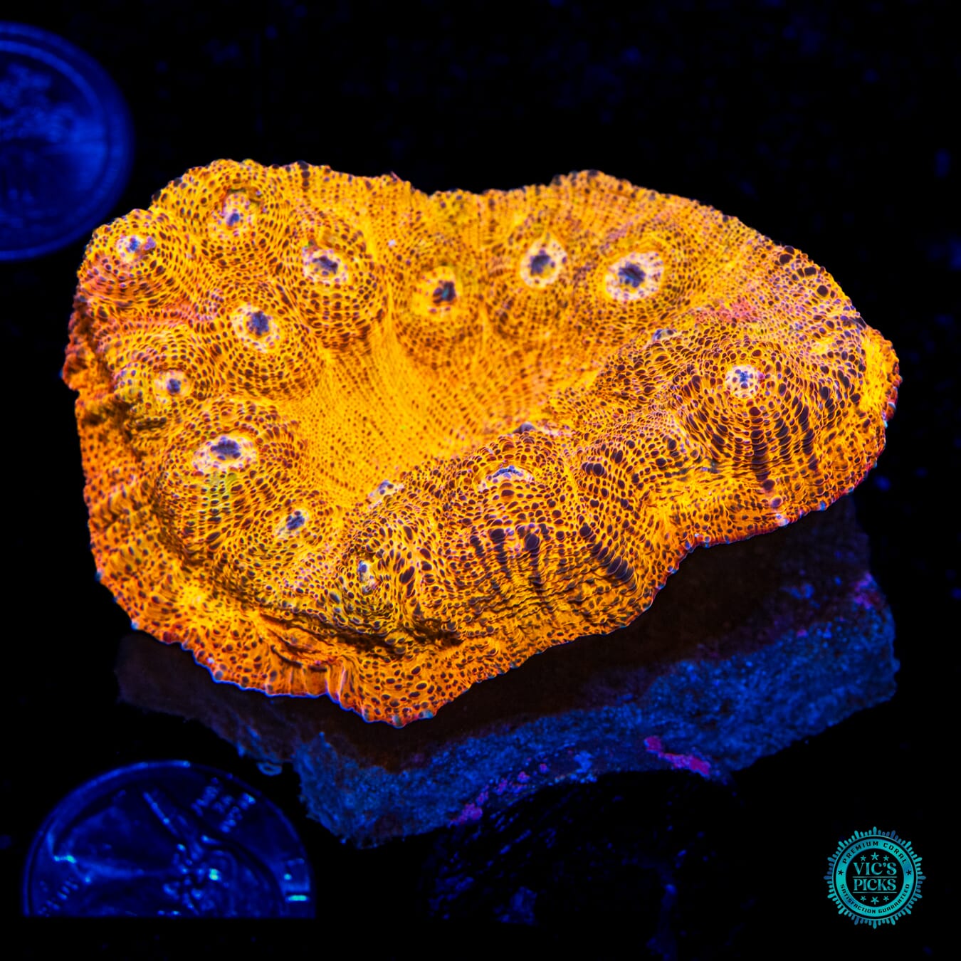 Fanta Chalice - Daylight Photo