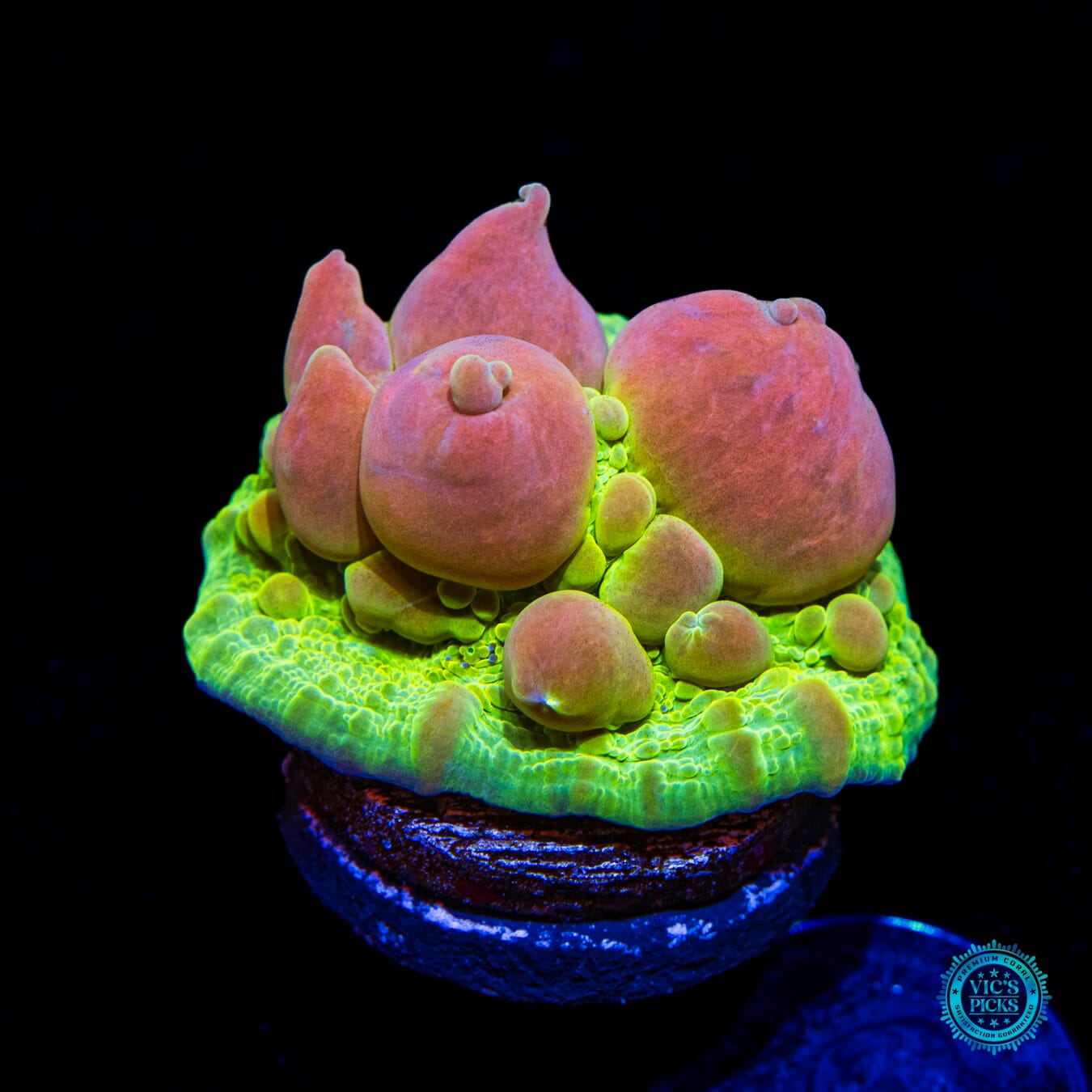 WWC Neon Cosmic Candy Bounce Chalice - Daylight Photo