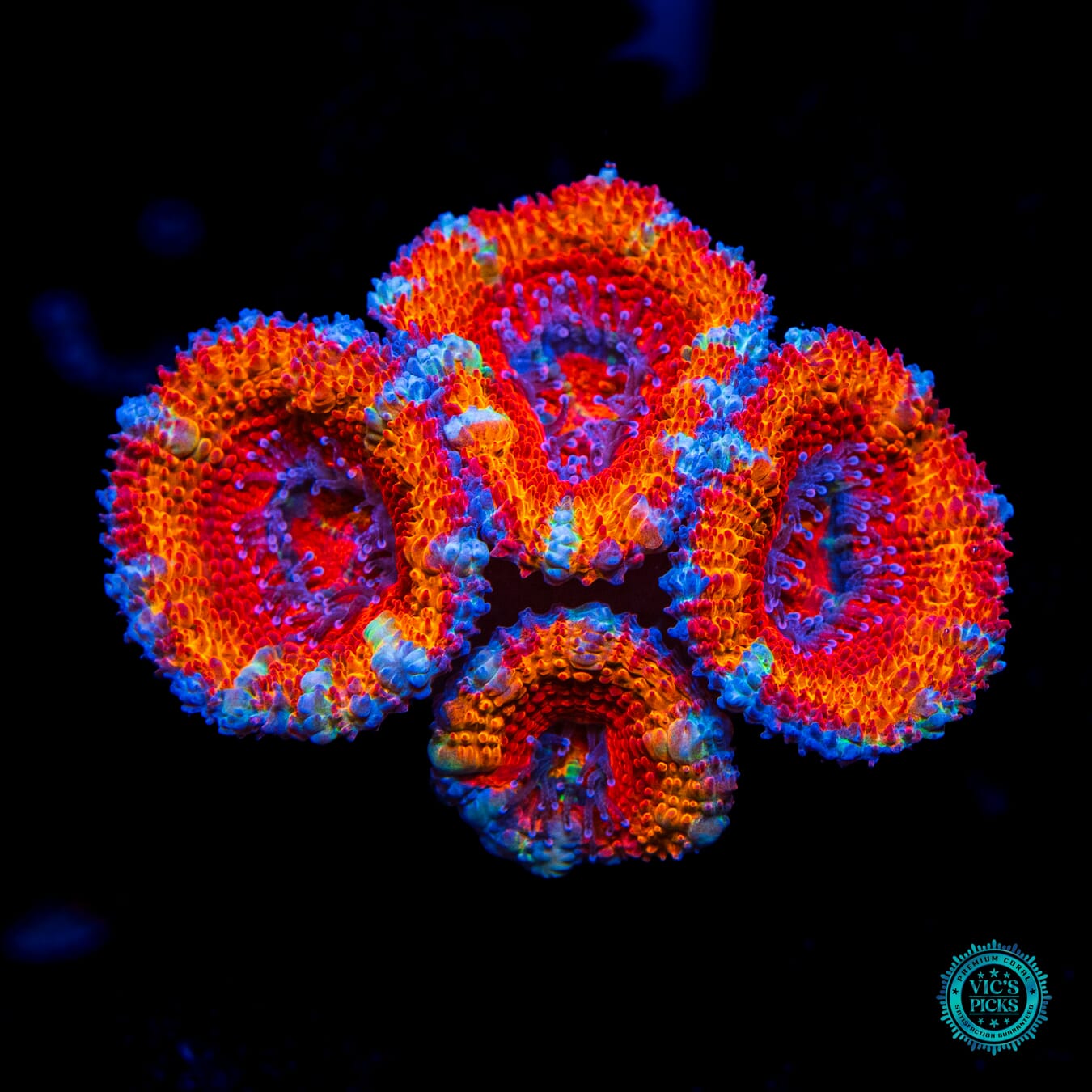 Boinkerz Aussie Lord - Daylight Photo