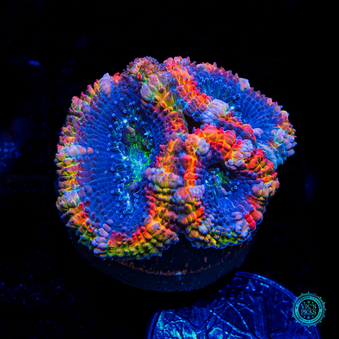 WWC Alchemists Rejuvenation Aussie Lord - Daylight Photo