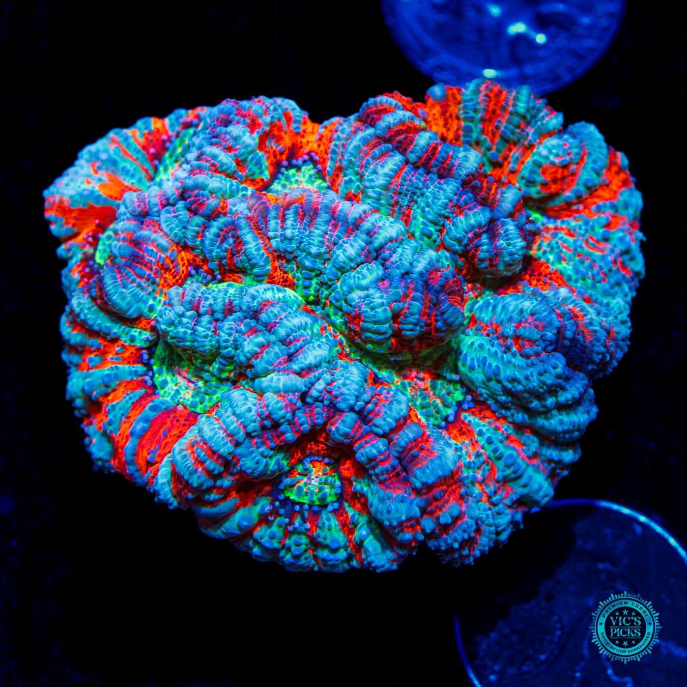 Frozen Tiger Symphyllia Wilsoni - Daylight Photo