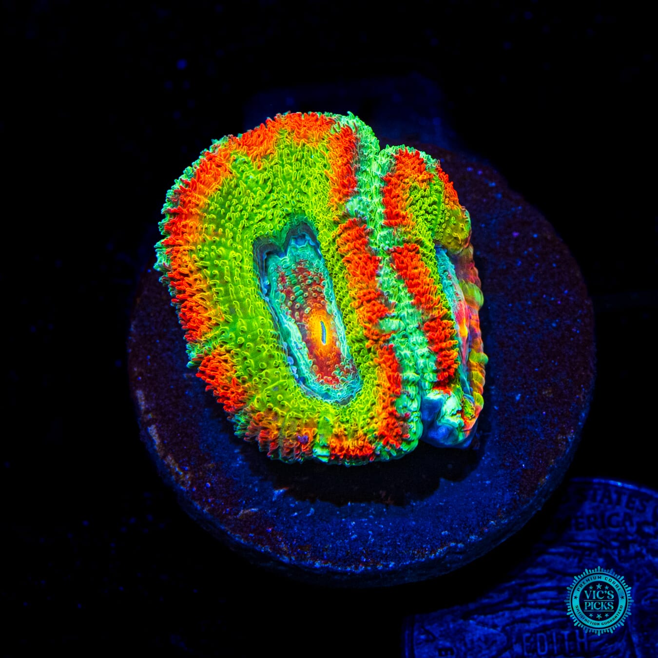 WWC Shock Wave Aussie Lord - Daylight Photo